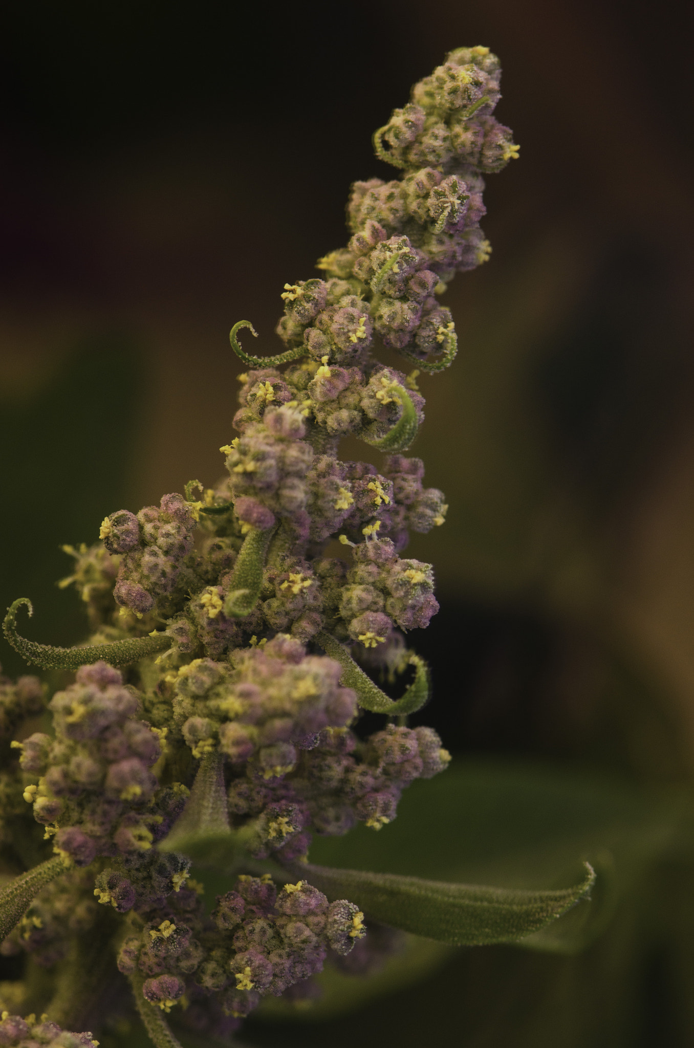 Nikon D5100 sample photo. Andean quinoa's flower photography
