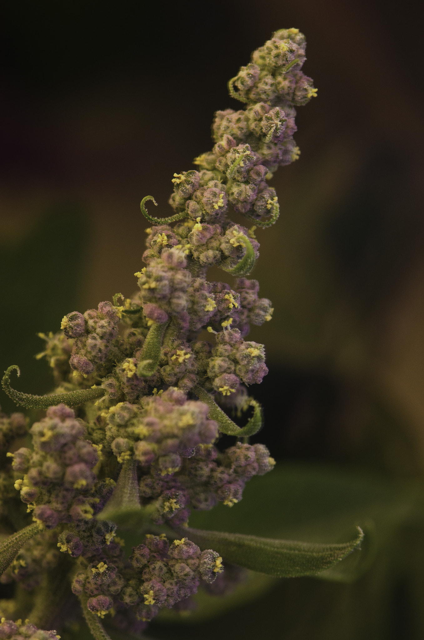 Nikon AF-S Micro-Nikkor 105mm F2.8G IF-ED VR sample photo. Andean quinoa's flower photography