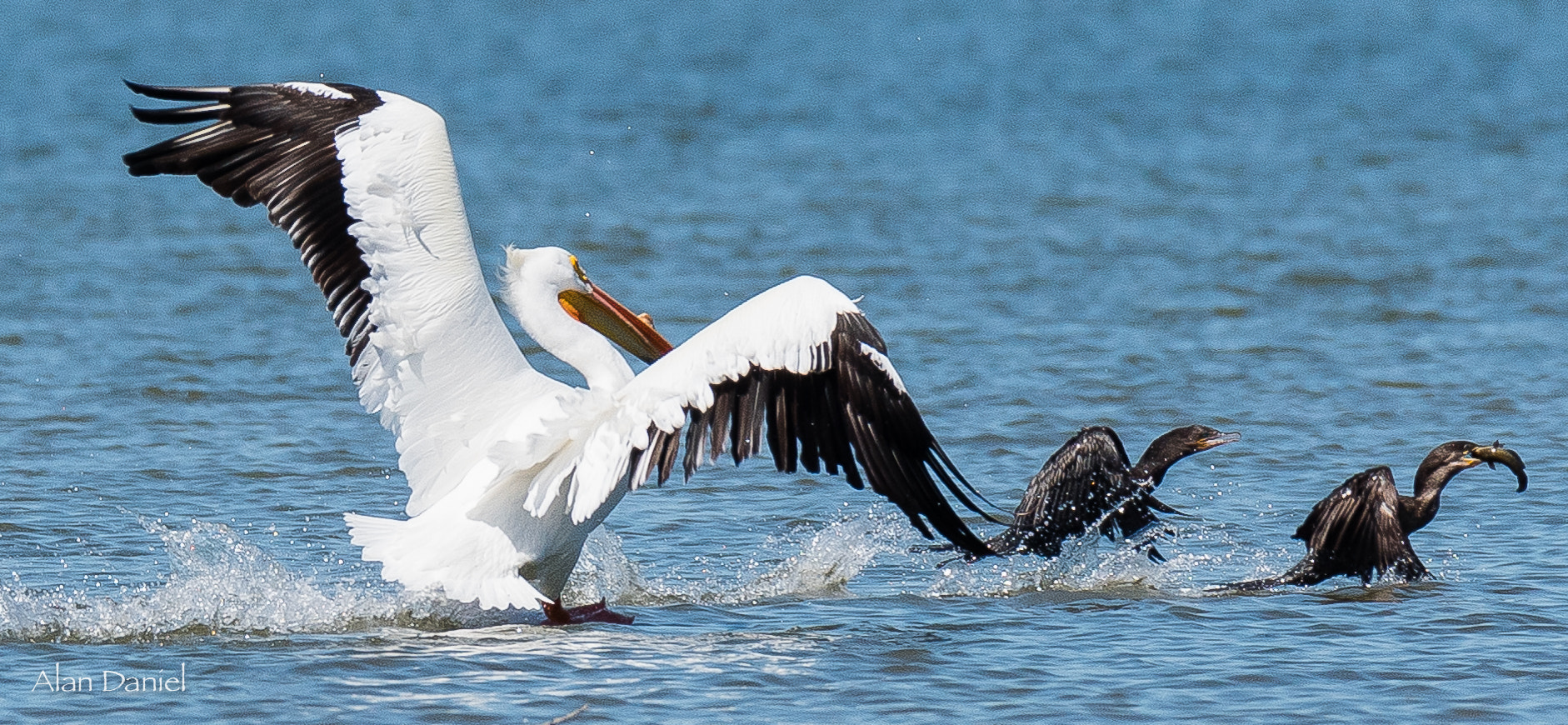 Nikon AF-S Nikkor 200-500mm F5.6E ED VR sample photo. The chase photography
