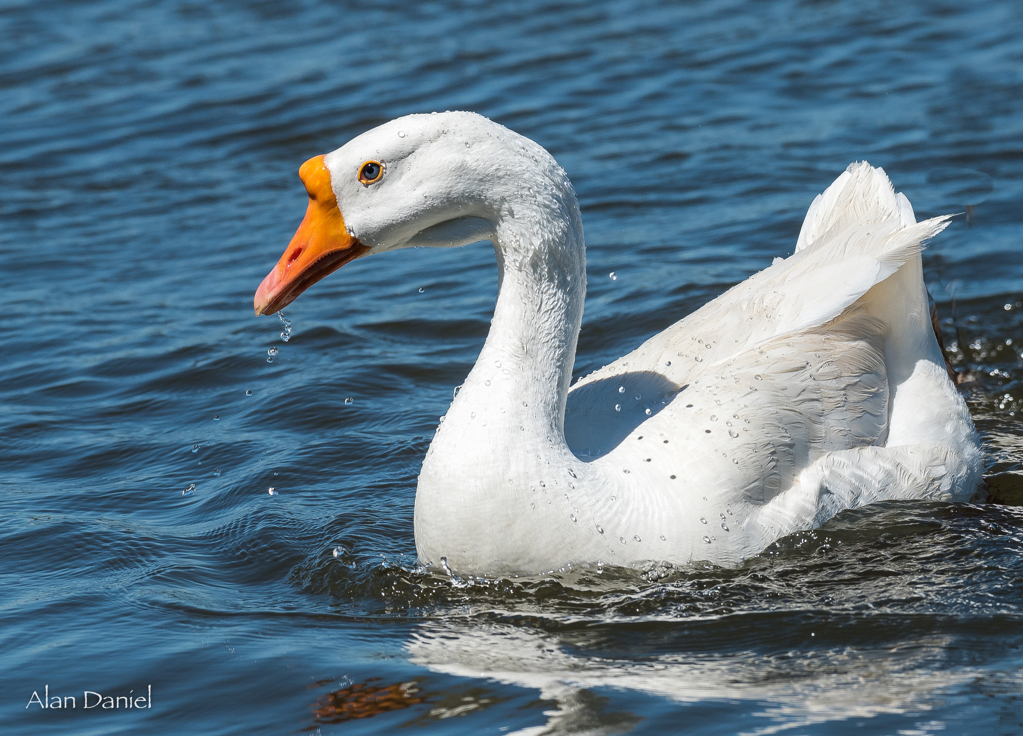 Nikon AF-S Nikkor 200-500mm F5.6E ED VR sample photo. Peaceful cruise on the lake photography