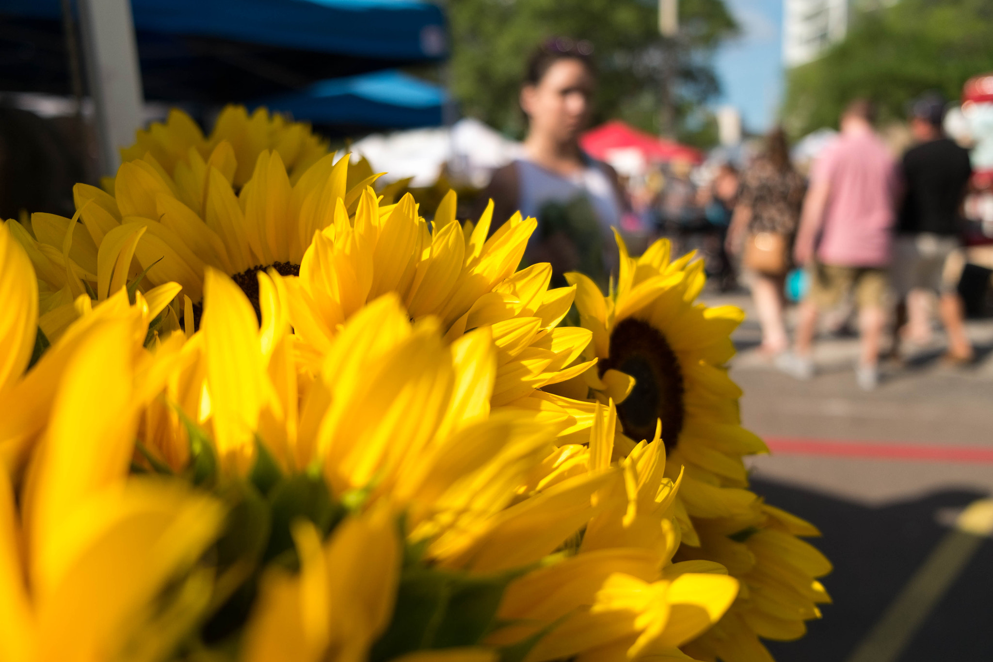 Fujifilm X-Pro1 sample photo. St.pete saturday farmers market.. photography