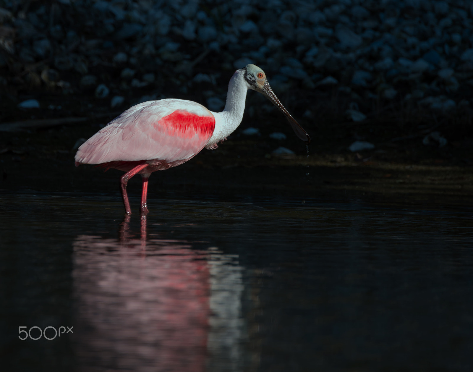 Nikon D800 sample photo. Roseate spoonbill - spatule rosée photography
