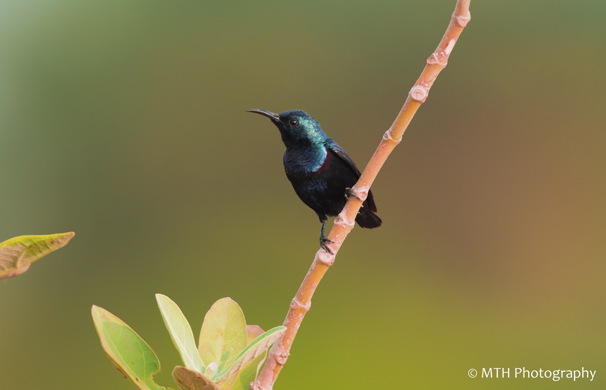 Nikon AF-S Nikkor 600mm F4G ED VR sample photo. Purple sun bird photography