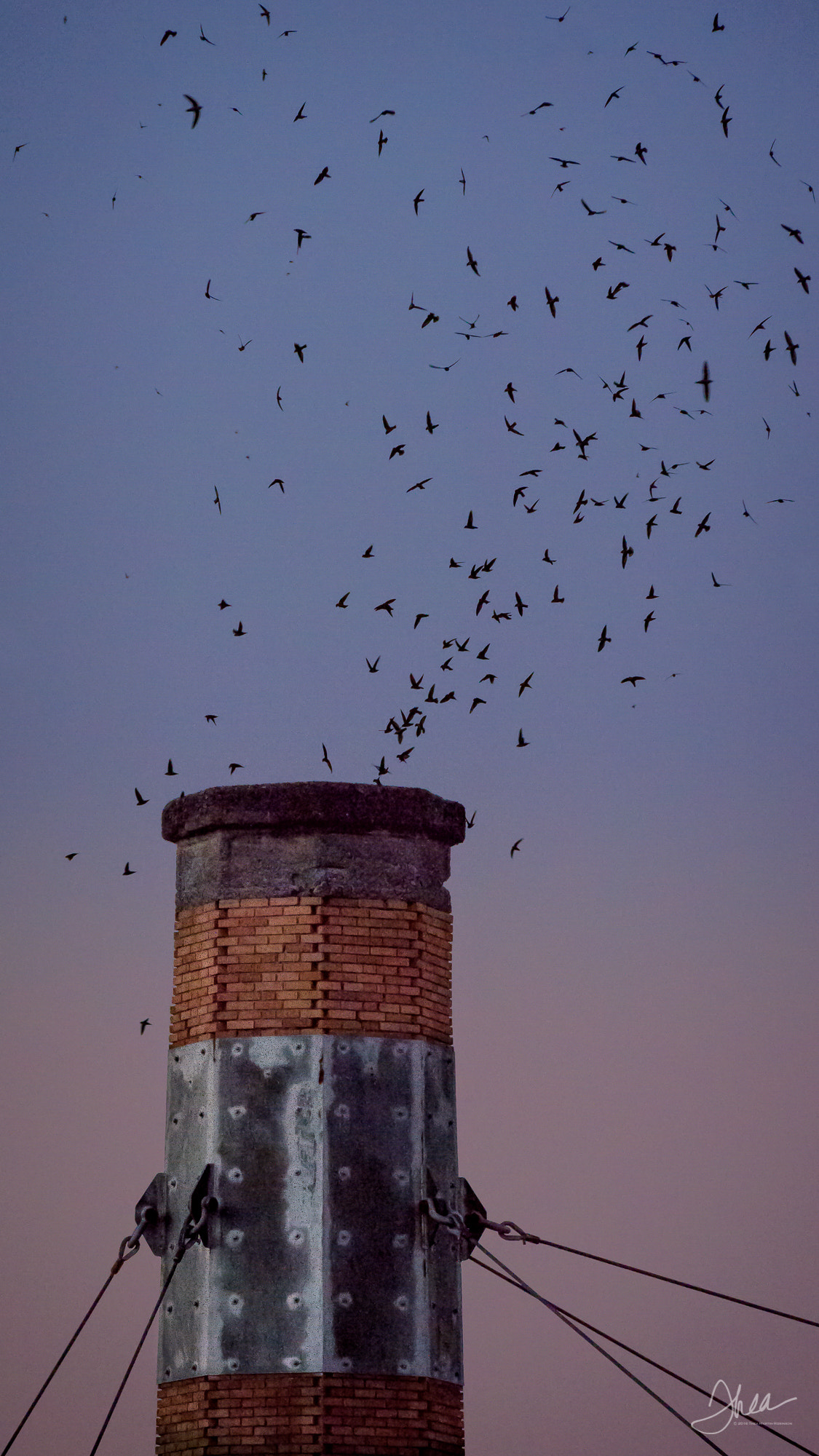 Nikon D810 sample photo. Vaux's swifts roost at chapman elementary photography
