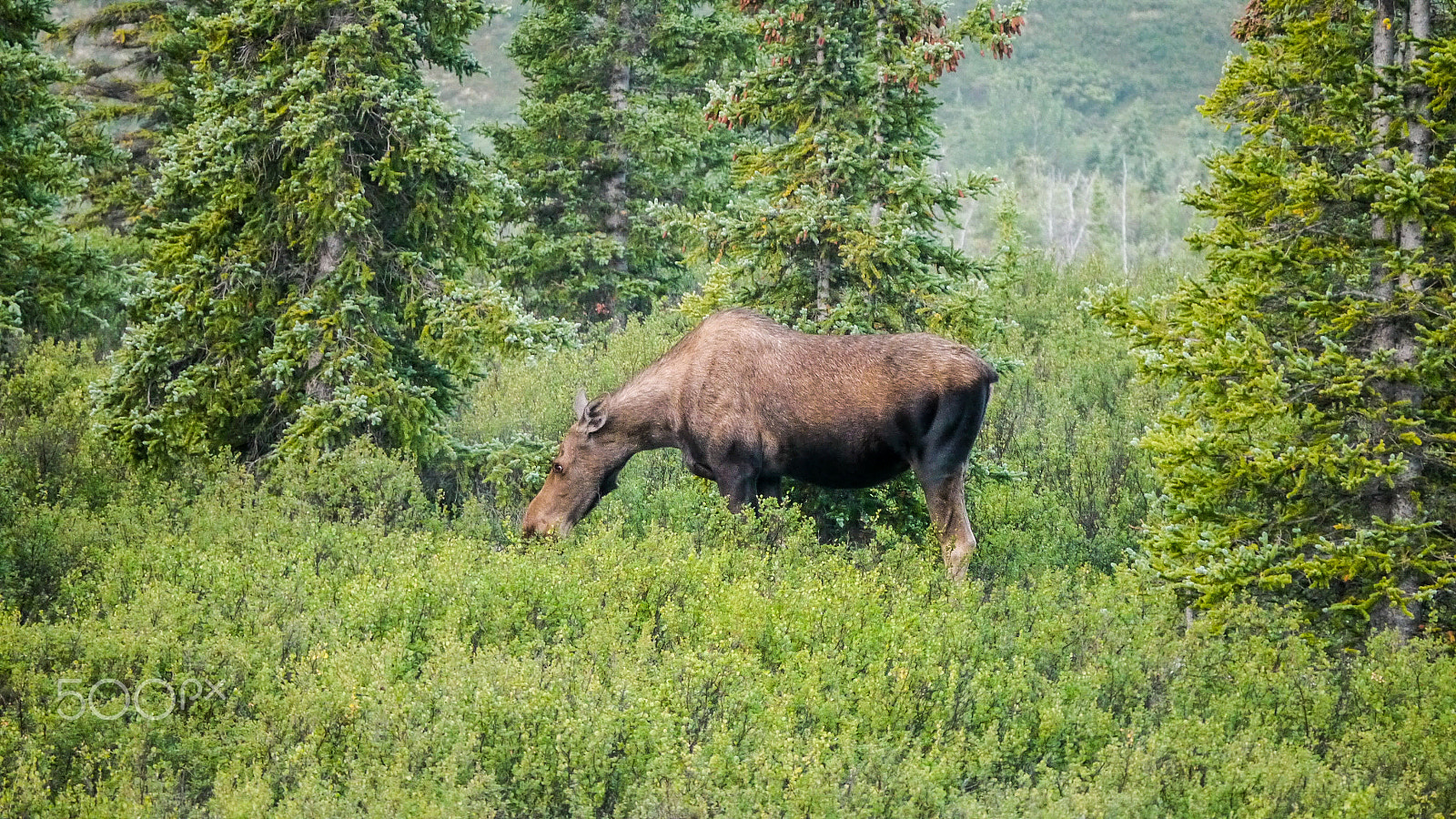 Panasonic Lumix DMC-G5 sample photo. Moose in alaska - 01 photography