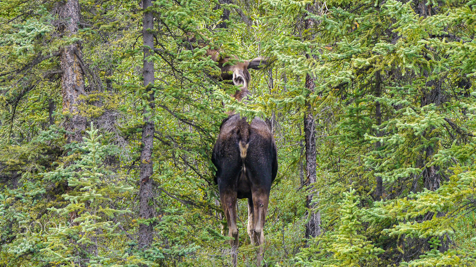 Panasonic Lumix DMC-G5 sample photo. Moose in alaska - 02 photography