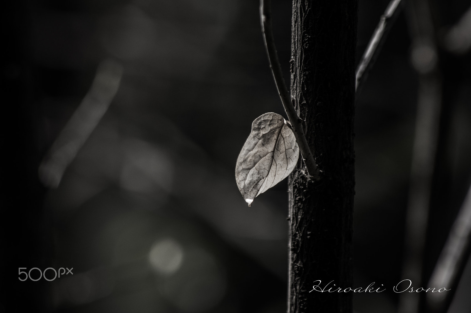 HD Pentax DA 55-300mm F4.0-5.8 ED WR sample photo. Winter left behind photography