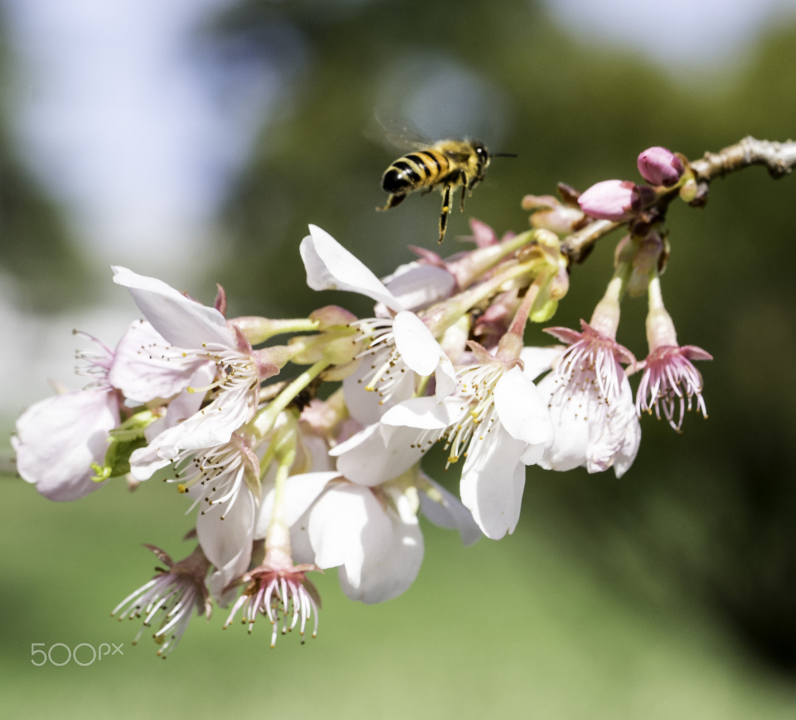 Sony a7 + Sony FE 90mm F2.8 Macro G OSS sample photo. The bee photography