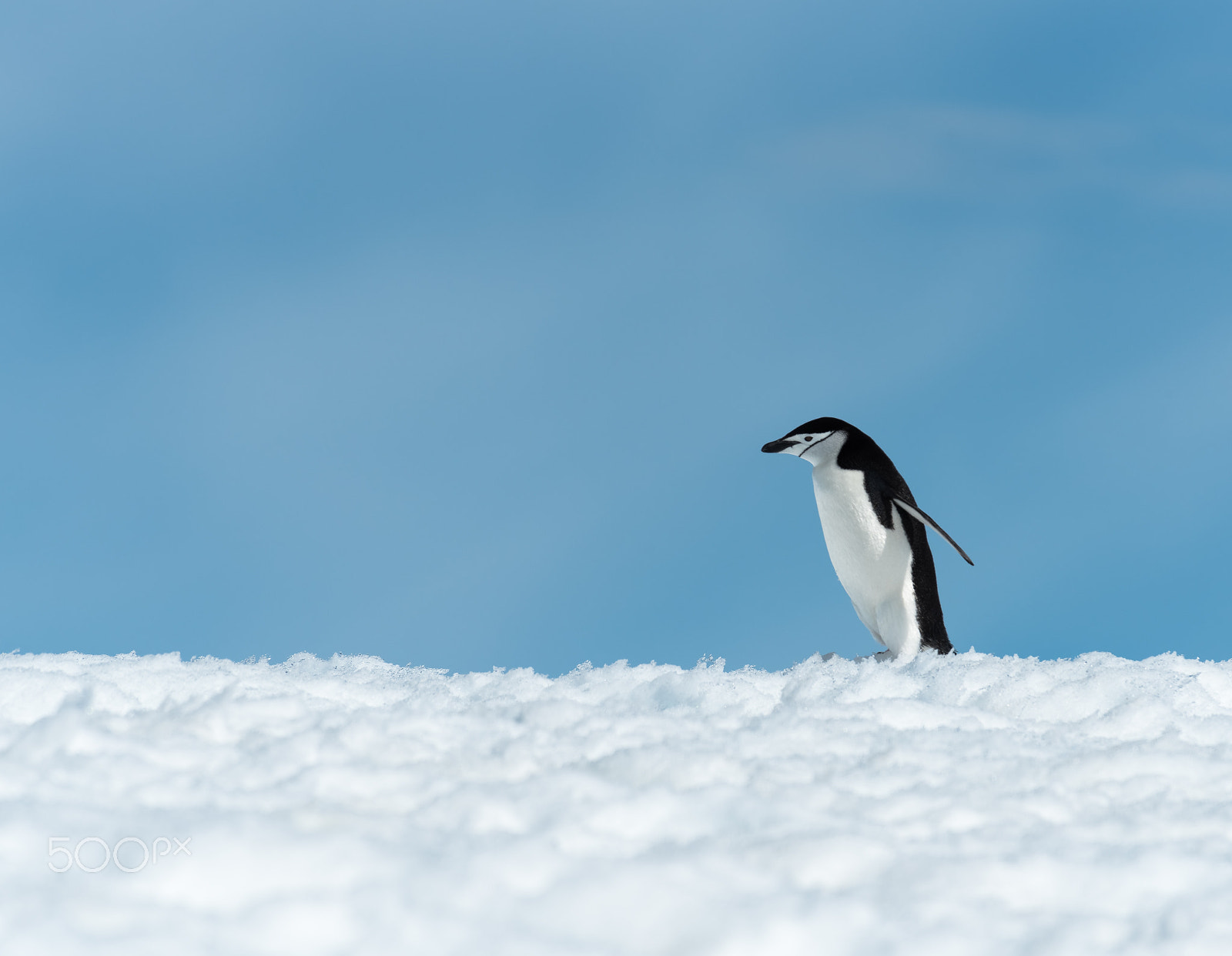 Nikon AF-S Nikkor 70-200mm F4G ED VR sample photo. Chinstrap hiking on useful island photography