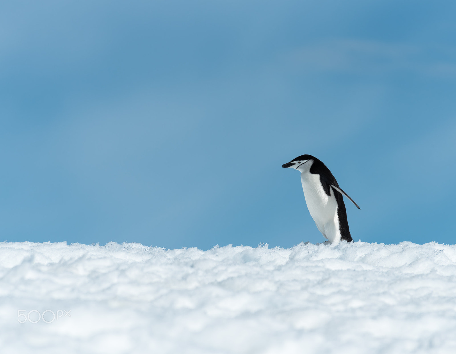 Nikon D750 + Nikon AF-S Nikkor 70-200mm F4G ED VR sample photo. Chinstrap hiking on useful island photography