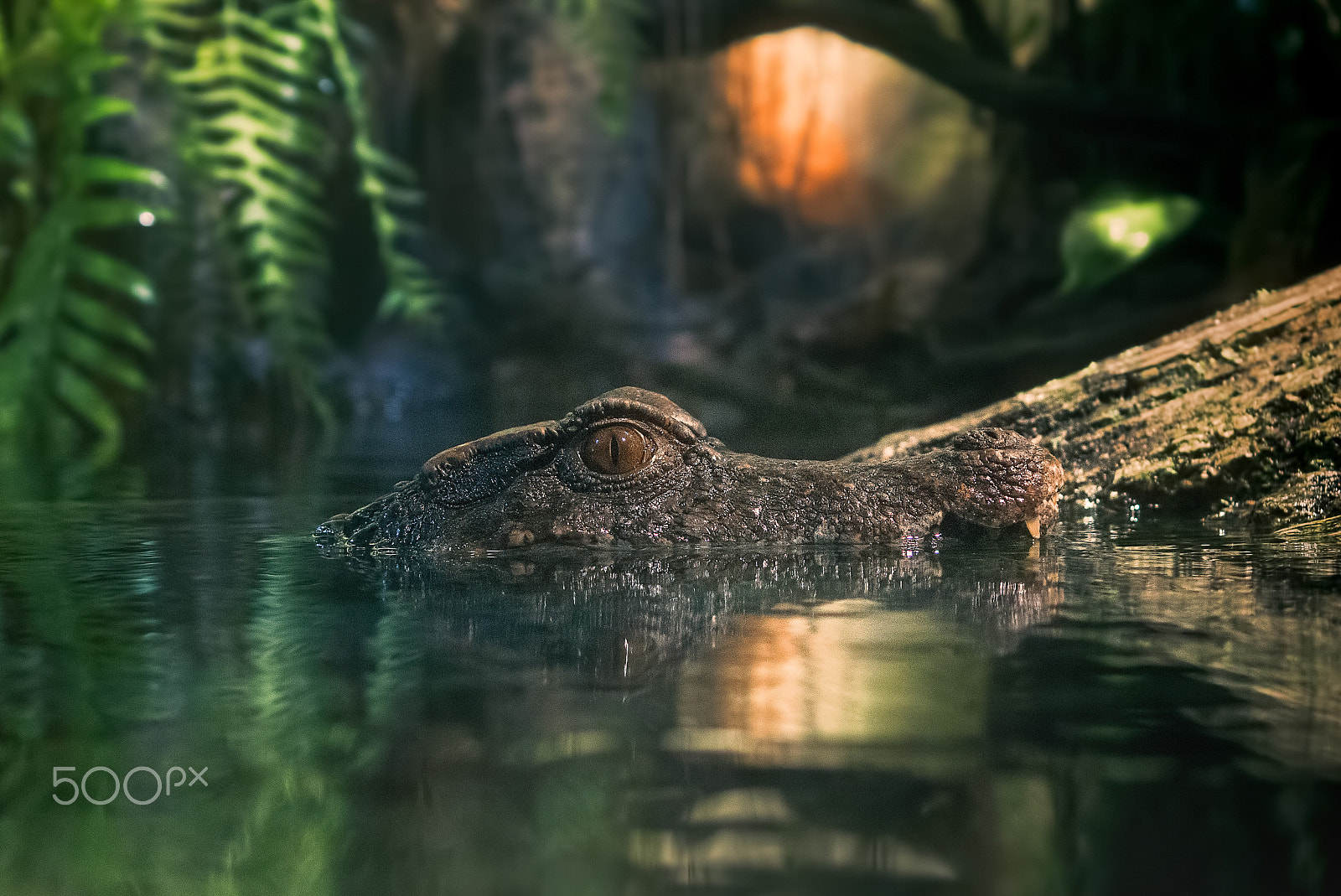 Sony DT 35mm F1.8 SAM sample photo. The gator bowl photography