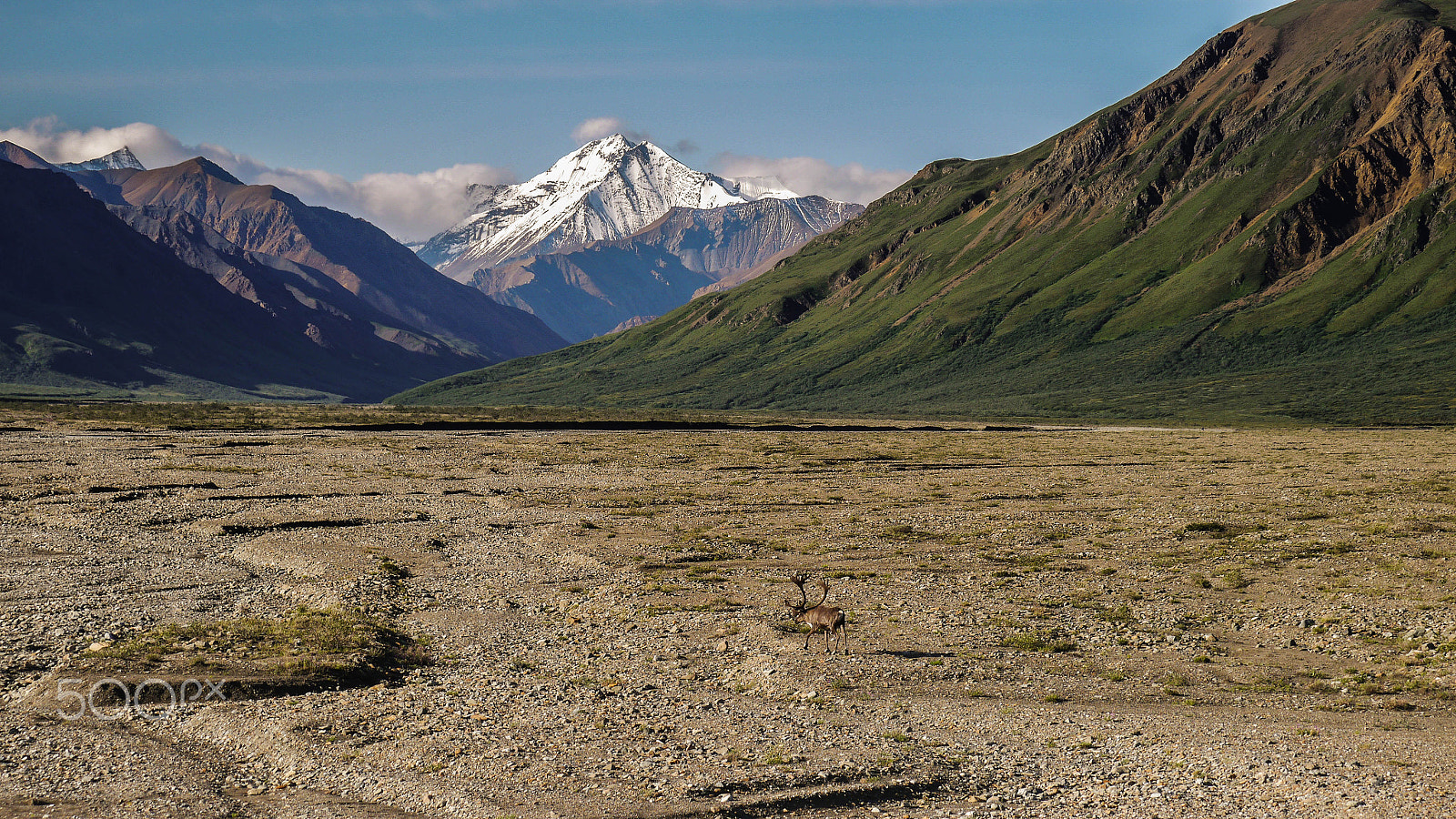 Panasonic Lumix DMC-G5 sample photo. Caribou in denali - 01 photography