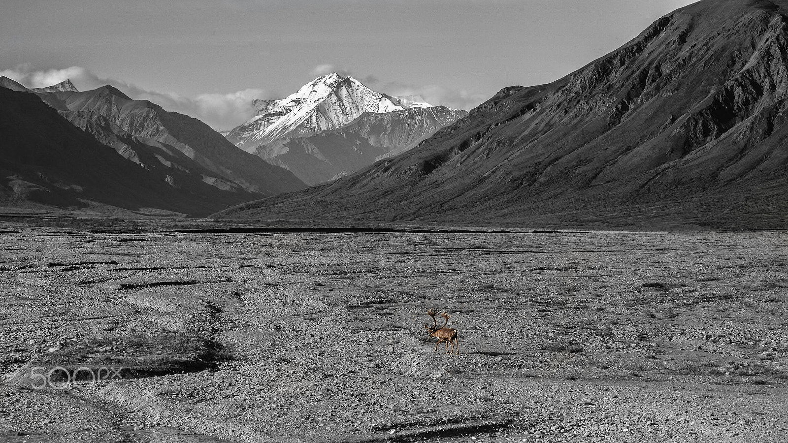 Panasonic Lumix DMC-G5 sample photo. Caribou in denali - 02 photography