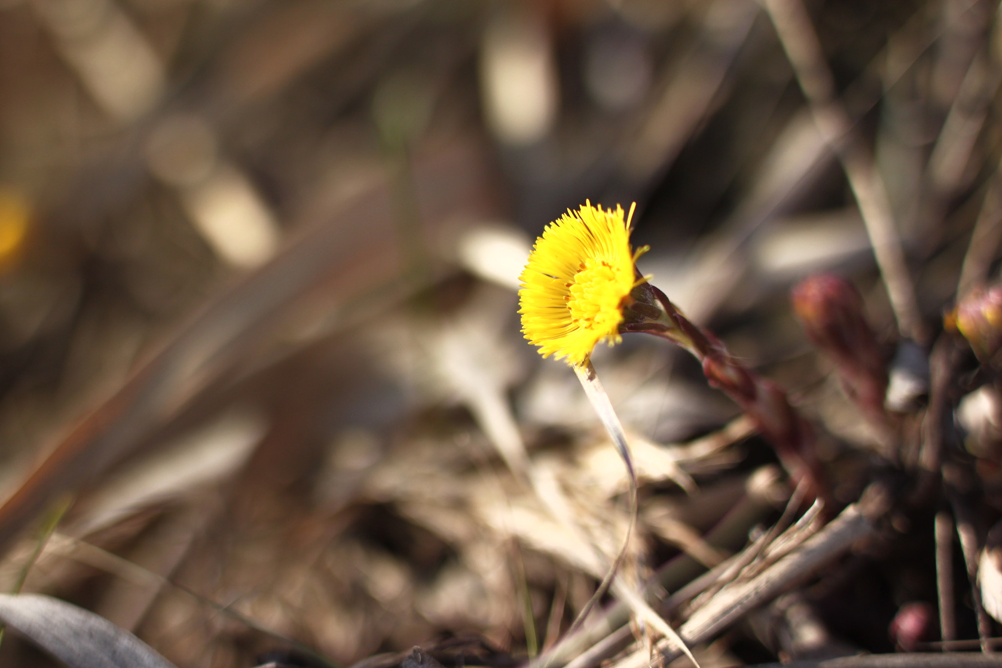 Canon EF 35-80mm f/4-5.6 sample photo