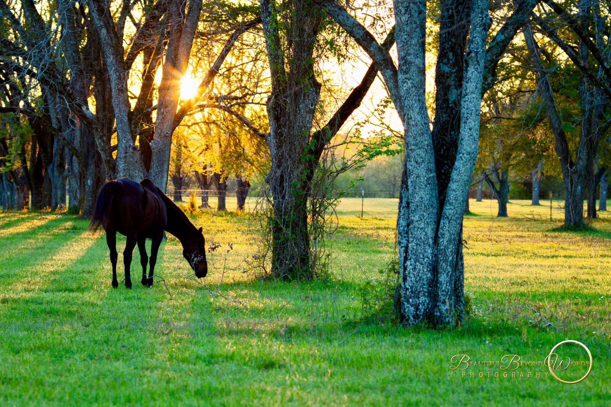 Canon EOS 5DS R sample photo. Lumpkin, ga photography