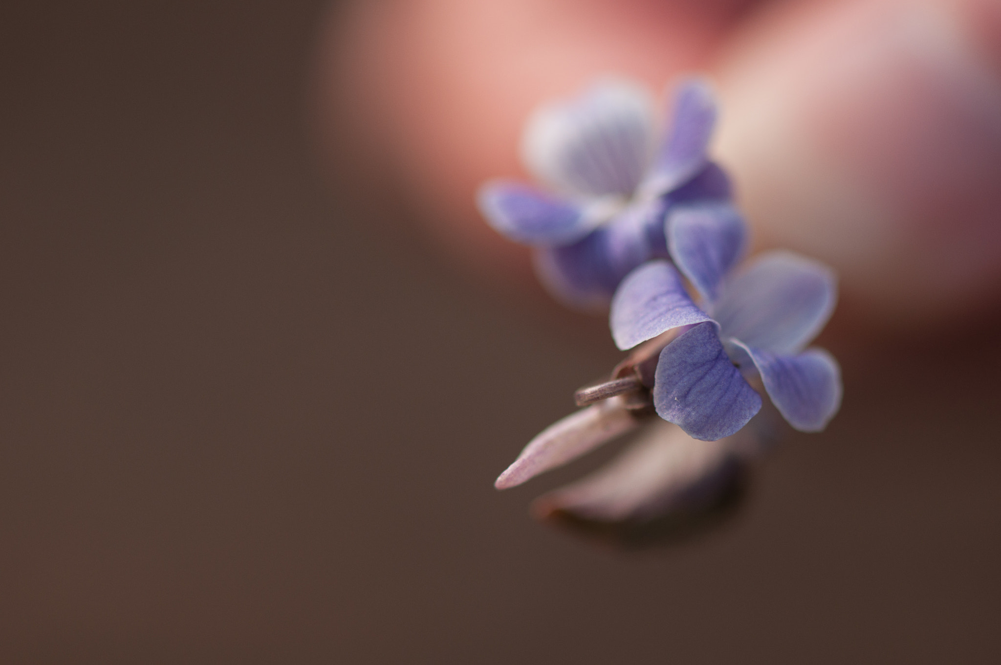 Nikon AF-S Micro-Nikkor 105mm F2.8G IF-ED VR sample photo. 花 photography