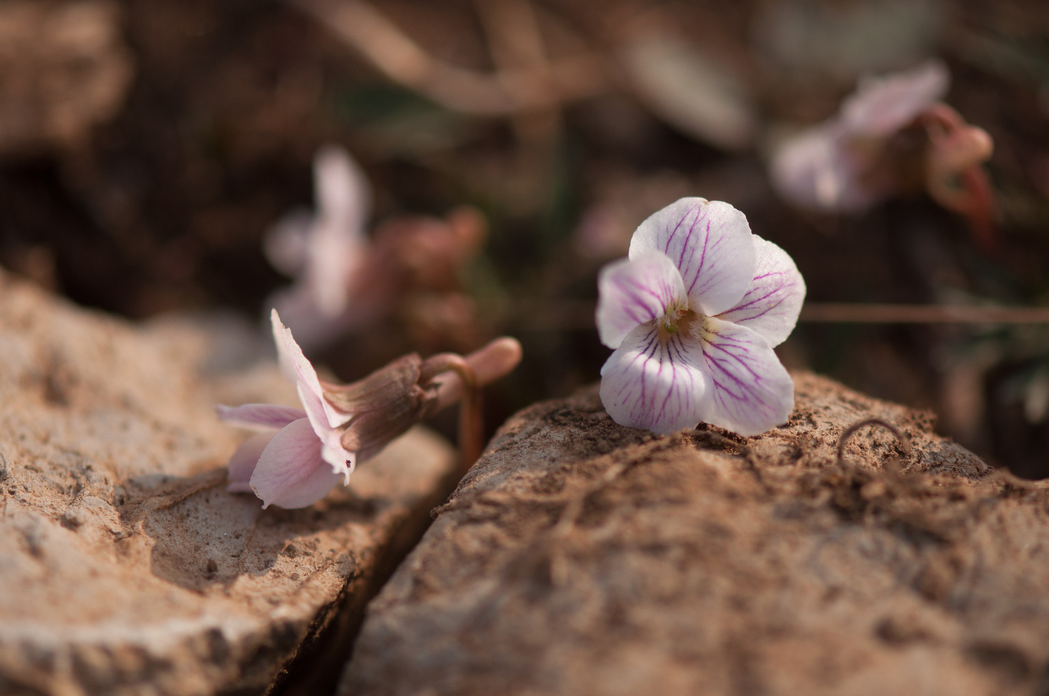 Nikon AF-S Micro-Nikkor 105mm F2.8G IF-ED VR sample photo. 花 photography