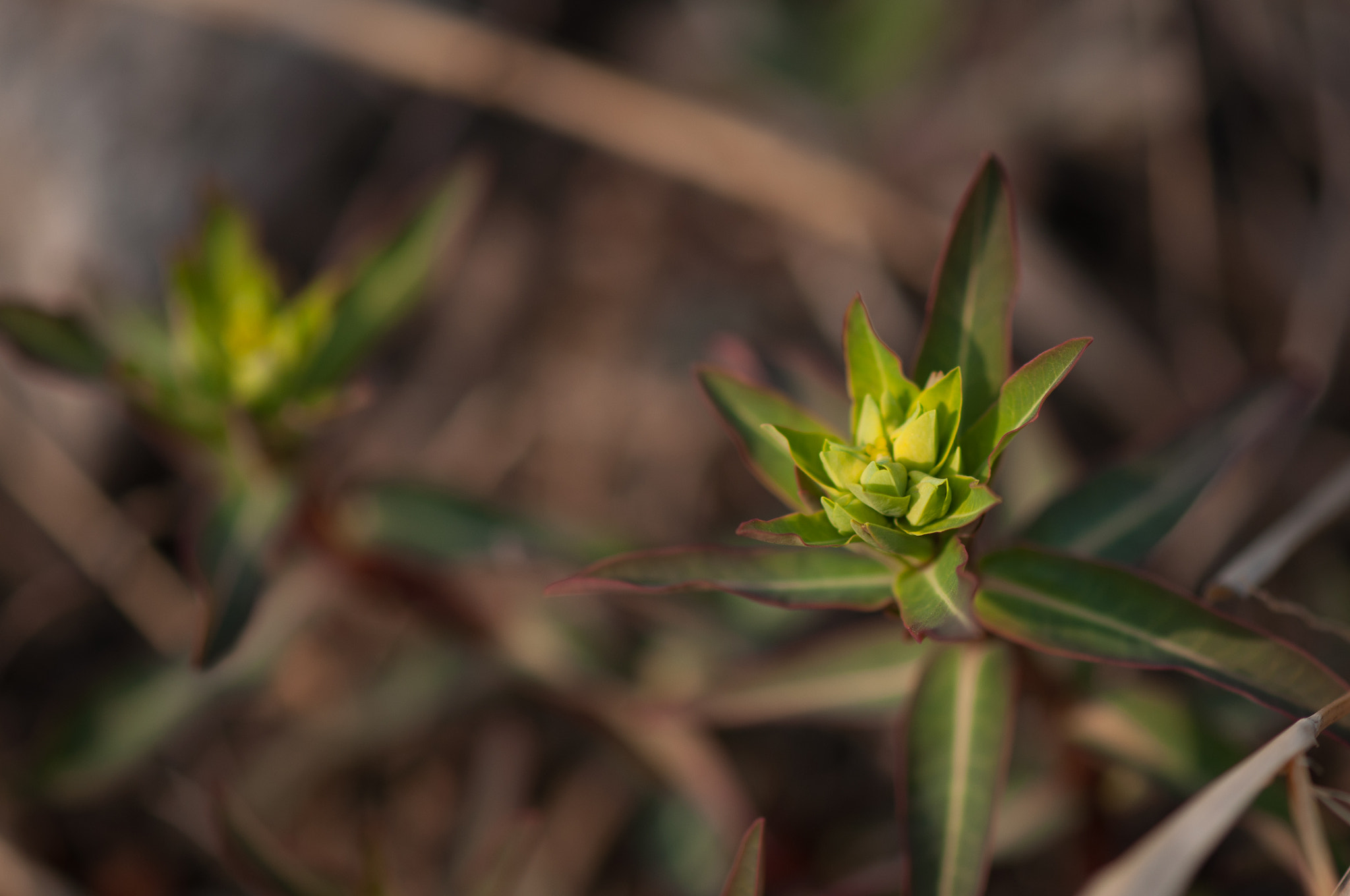 Nikon AF-S Micro-Nikkor 105mm F2.8G IF-ED VR sample photo. 花 photography