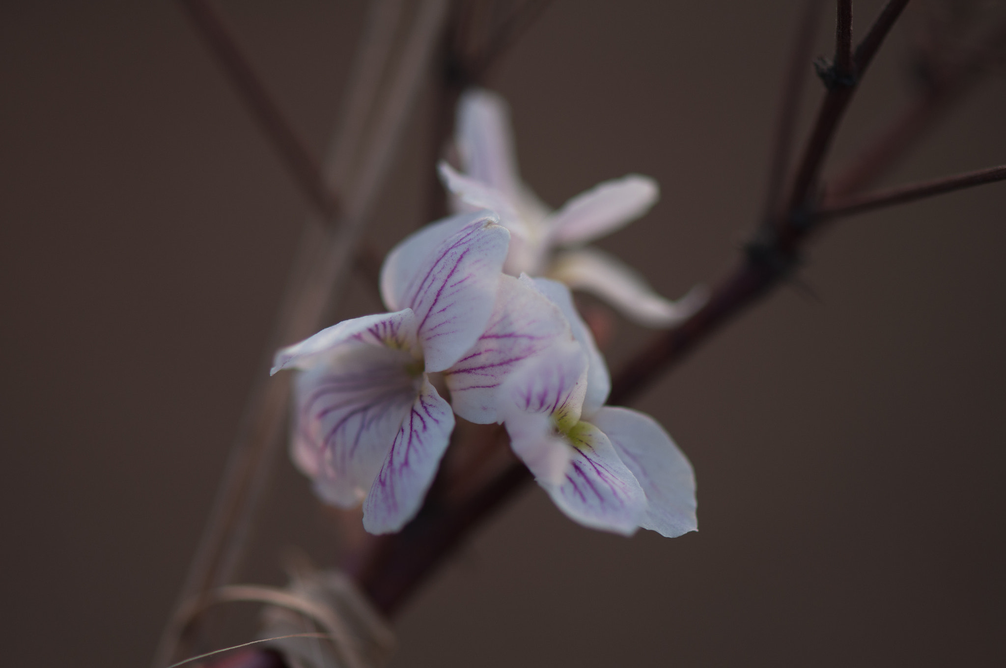 Nikon AF-S Micro-Nikkor 105mm F2.8G IF-ED VR sample photo. 花 photography