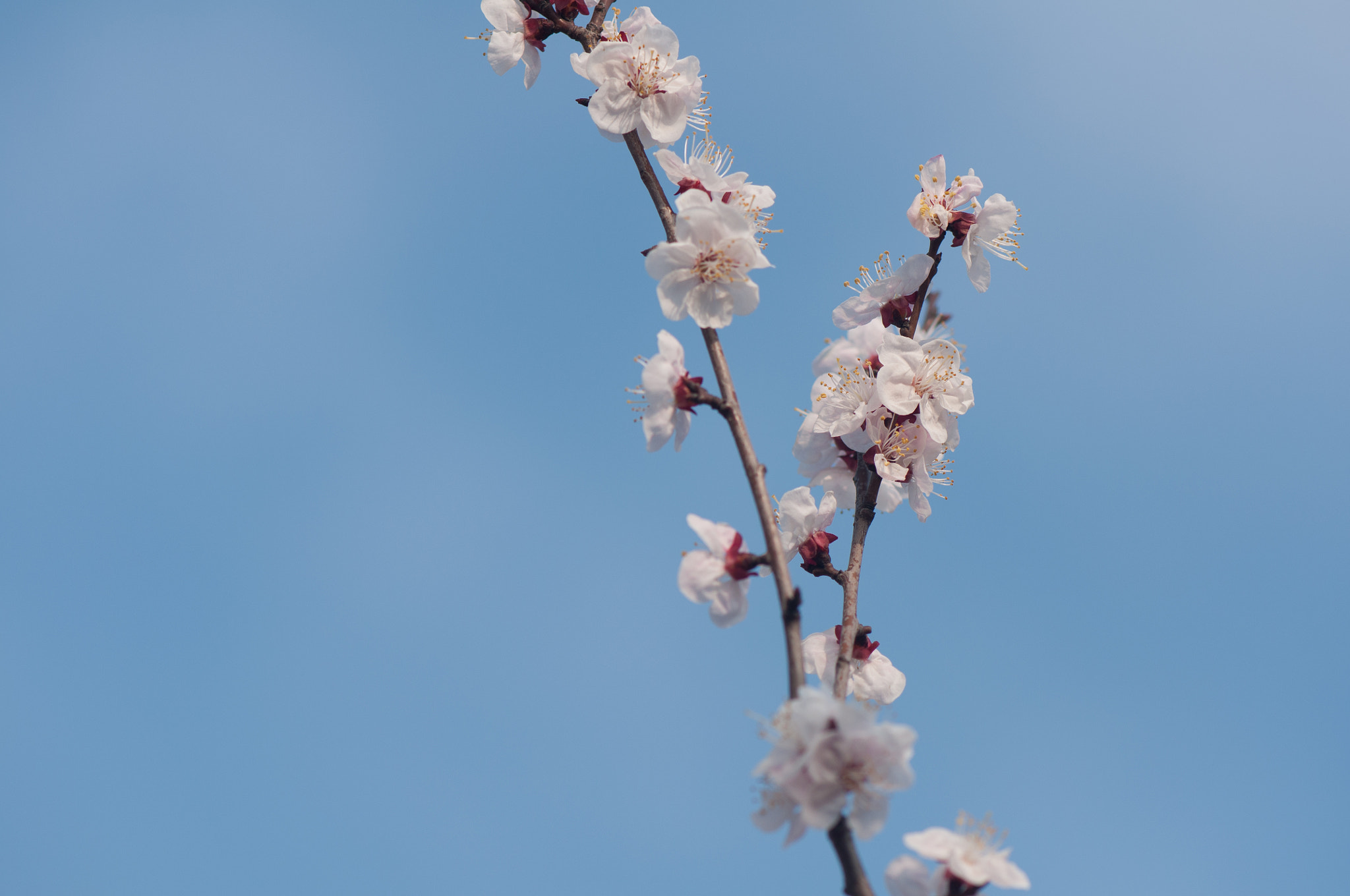 Nikon AF-S Micro-Nikkor 105mm F2.8G IF-ED VR sample photo. 花 photography