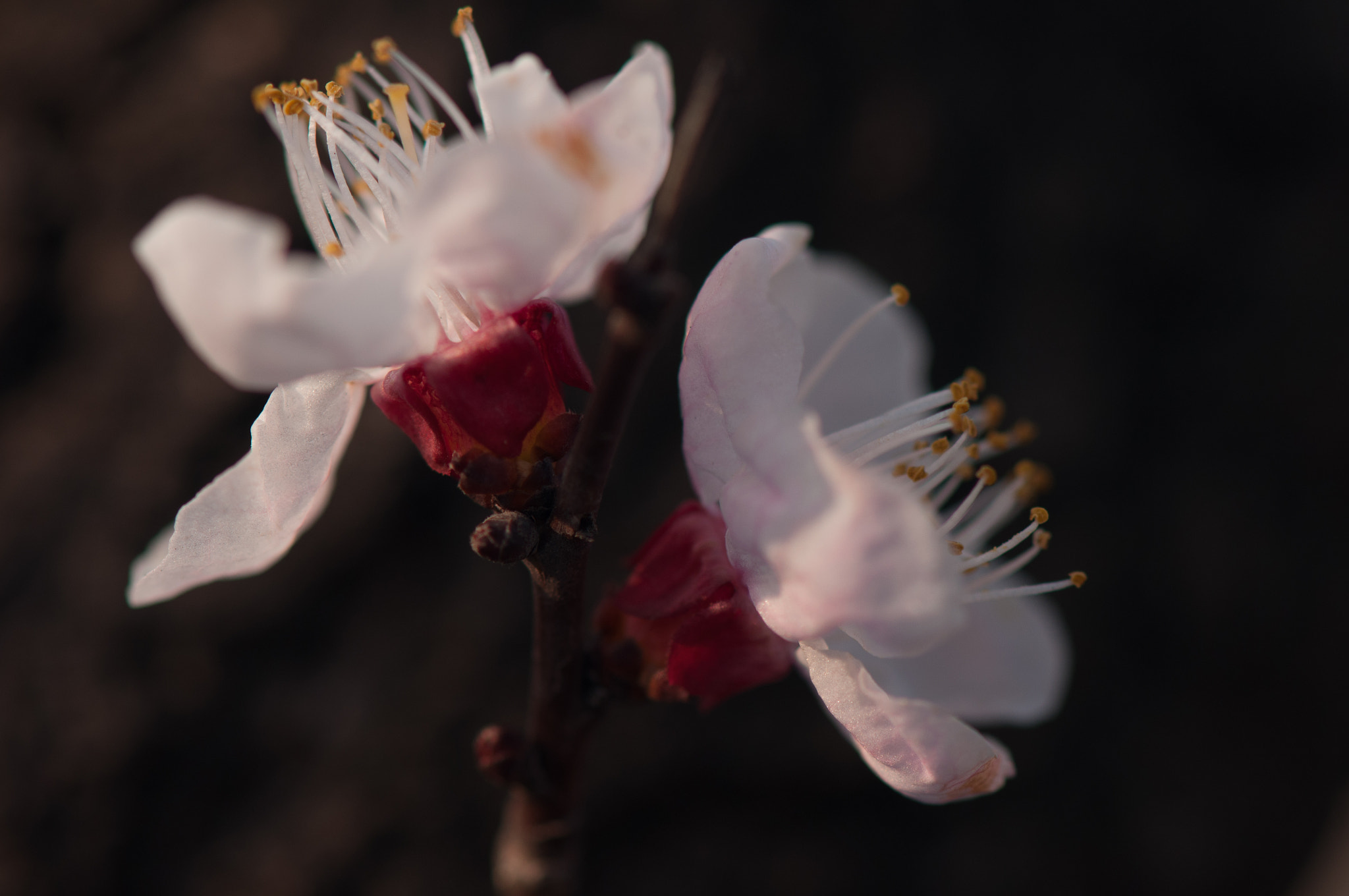 Nikon AF-S Micro-Nikkor 105mm F2.8G IF-ED VR sample photo. 花 photography