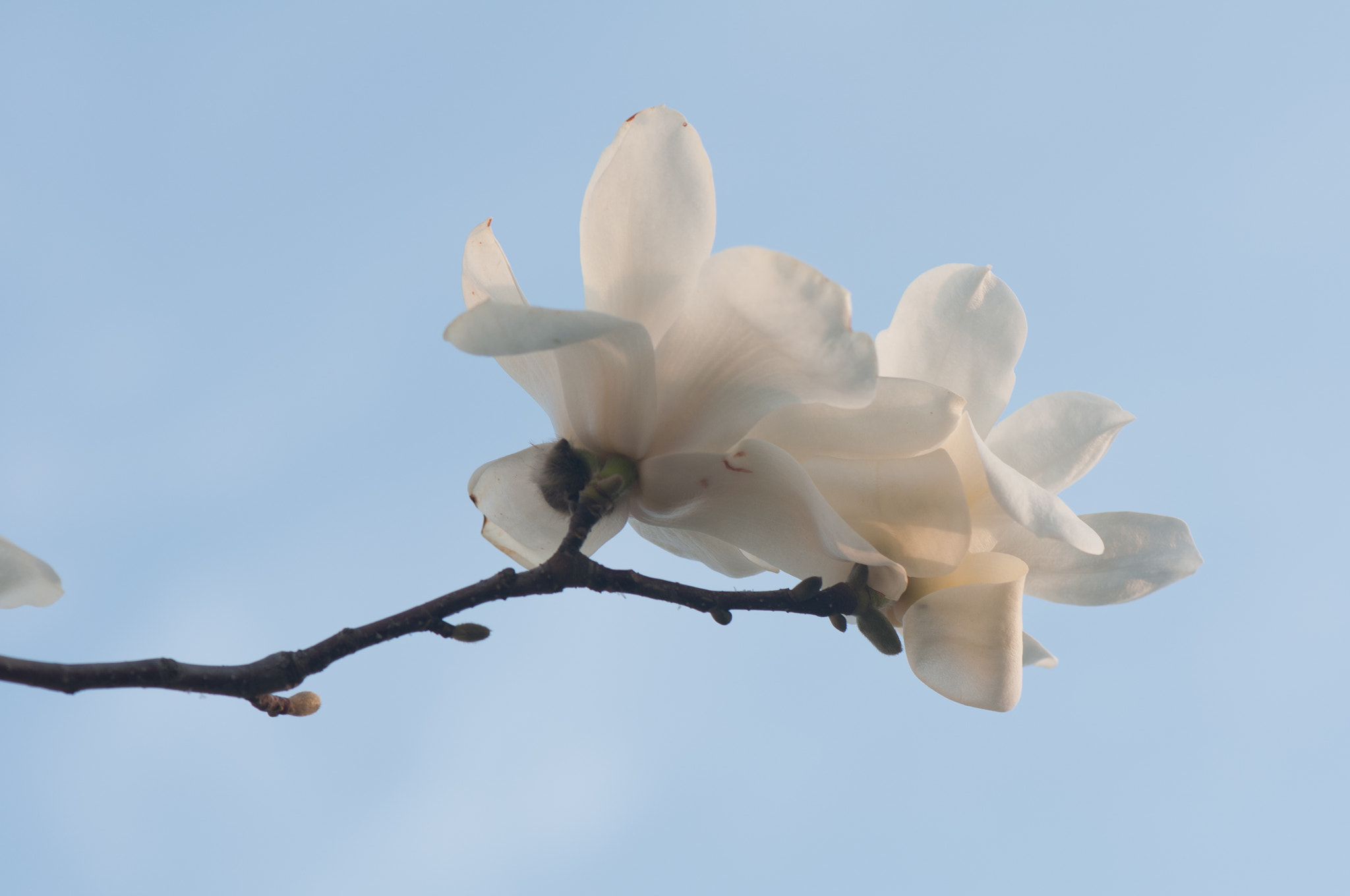 Nikon AF-S Micro-Nikkor 105mm F2.8G IF-ED VR sample photo. 花 photography