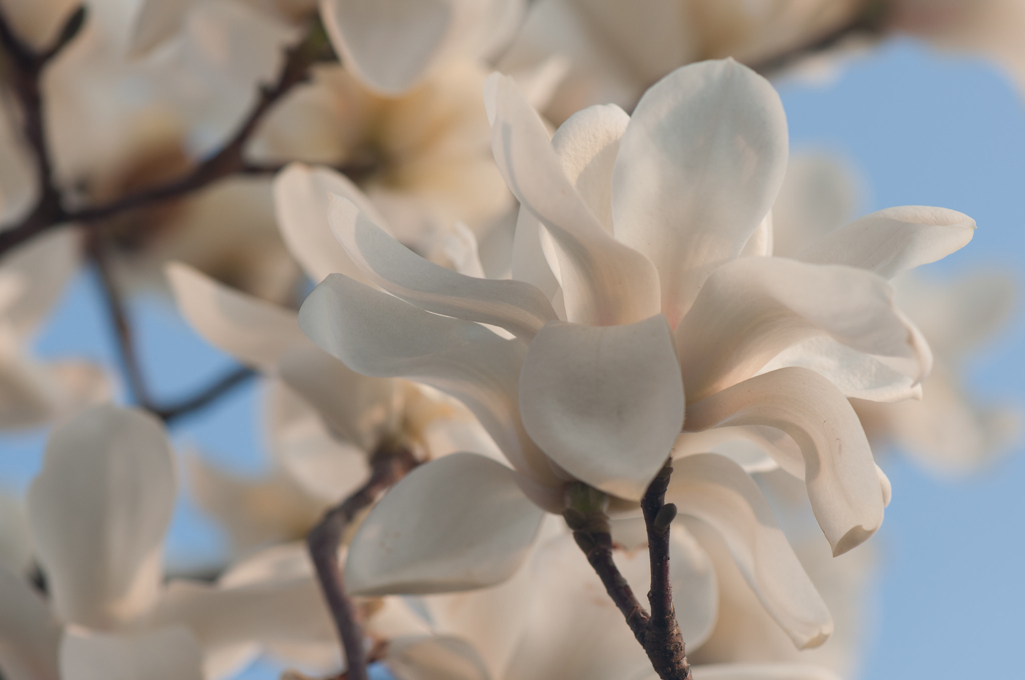 Nikon AF-S Micro-Nikkor 105mm F2.8G IF-ED VR sample photo. 花 photography