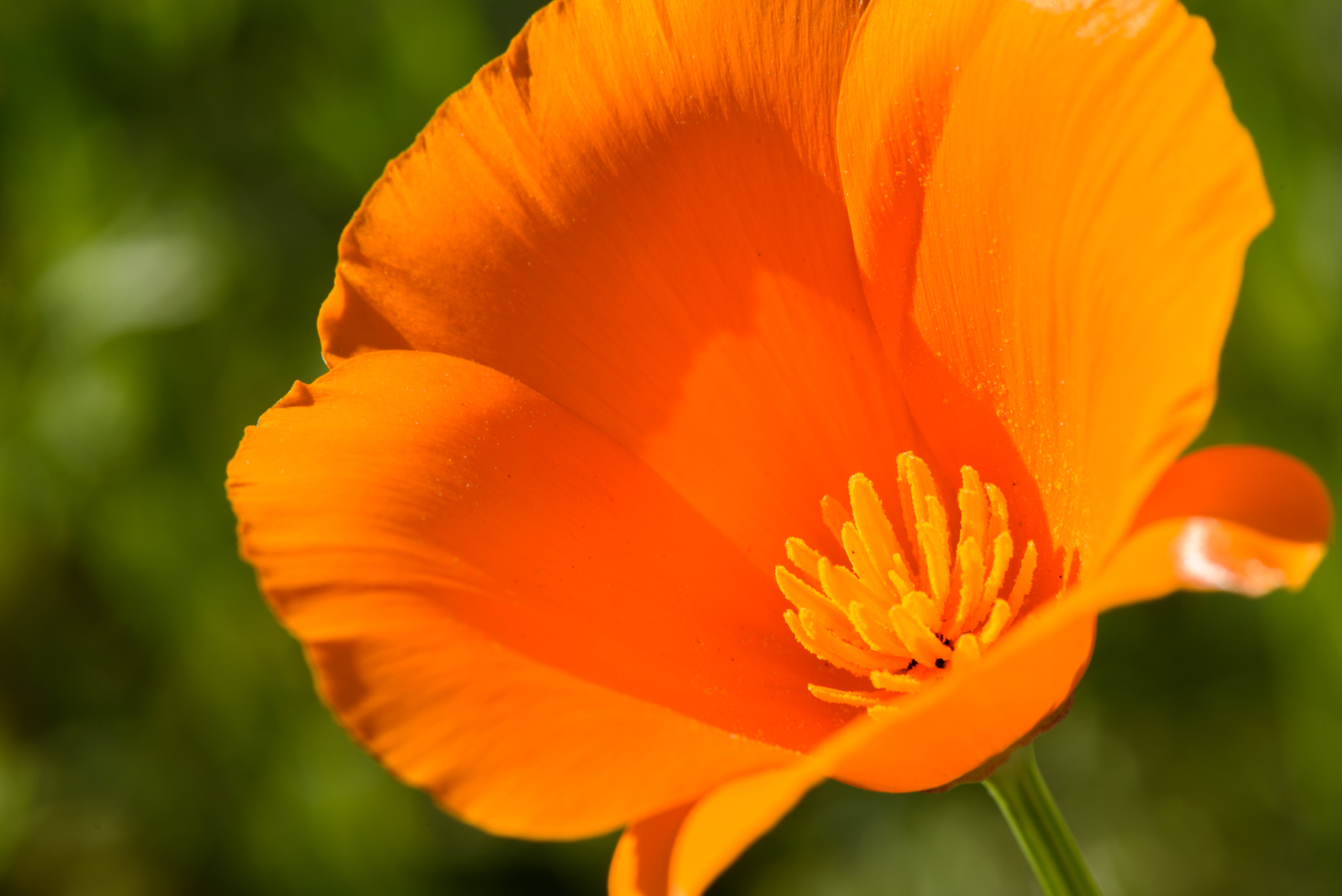 Nikon AF-S Micro-Nikkor 105mm F2.8G IF-ED VR sample photo. Golden poppy photography