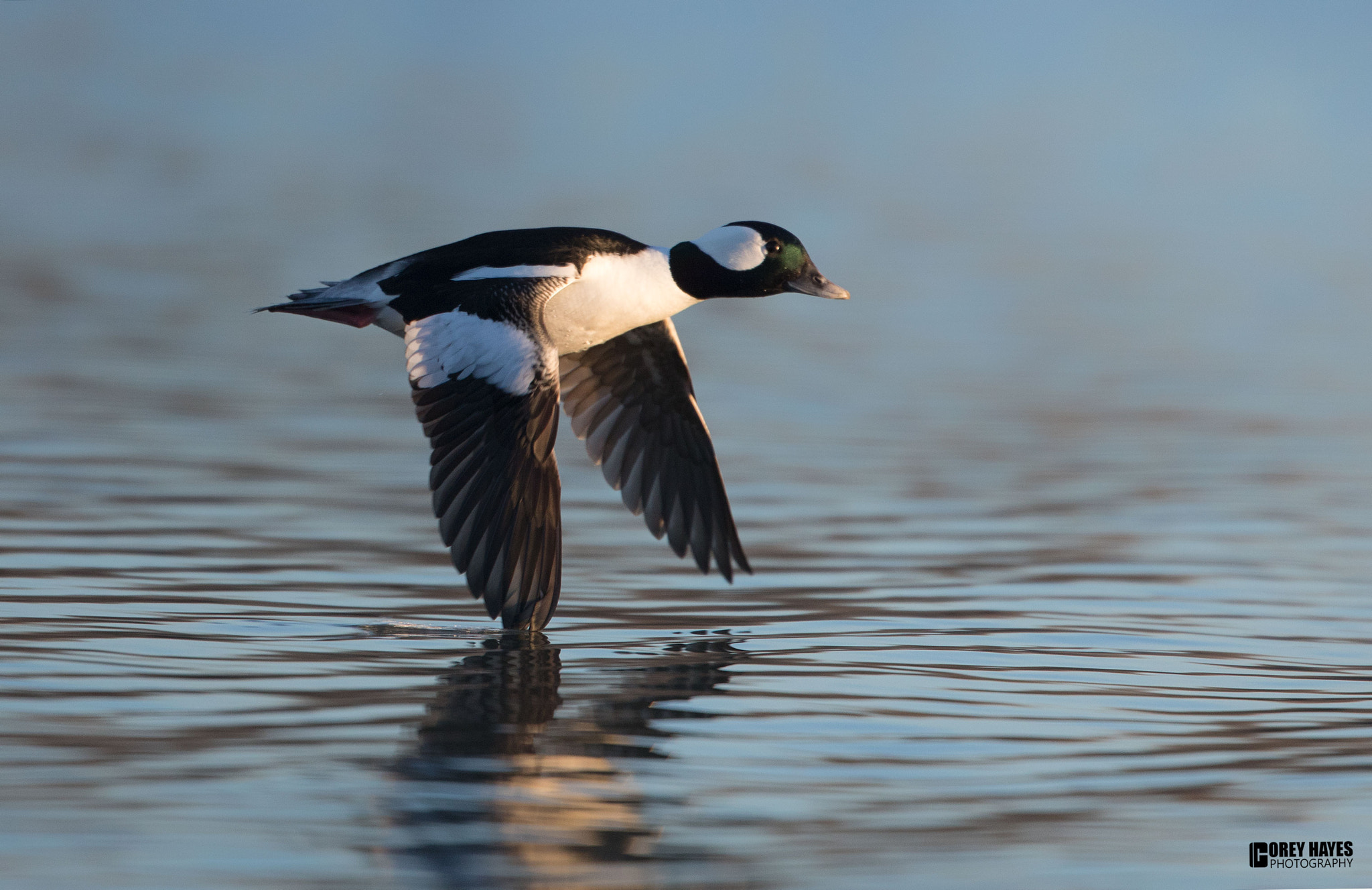 Canon EF 500mm F4L IS USM sample photo. Bufflehead photography