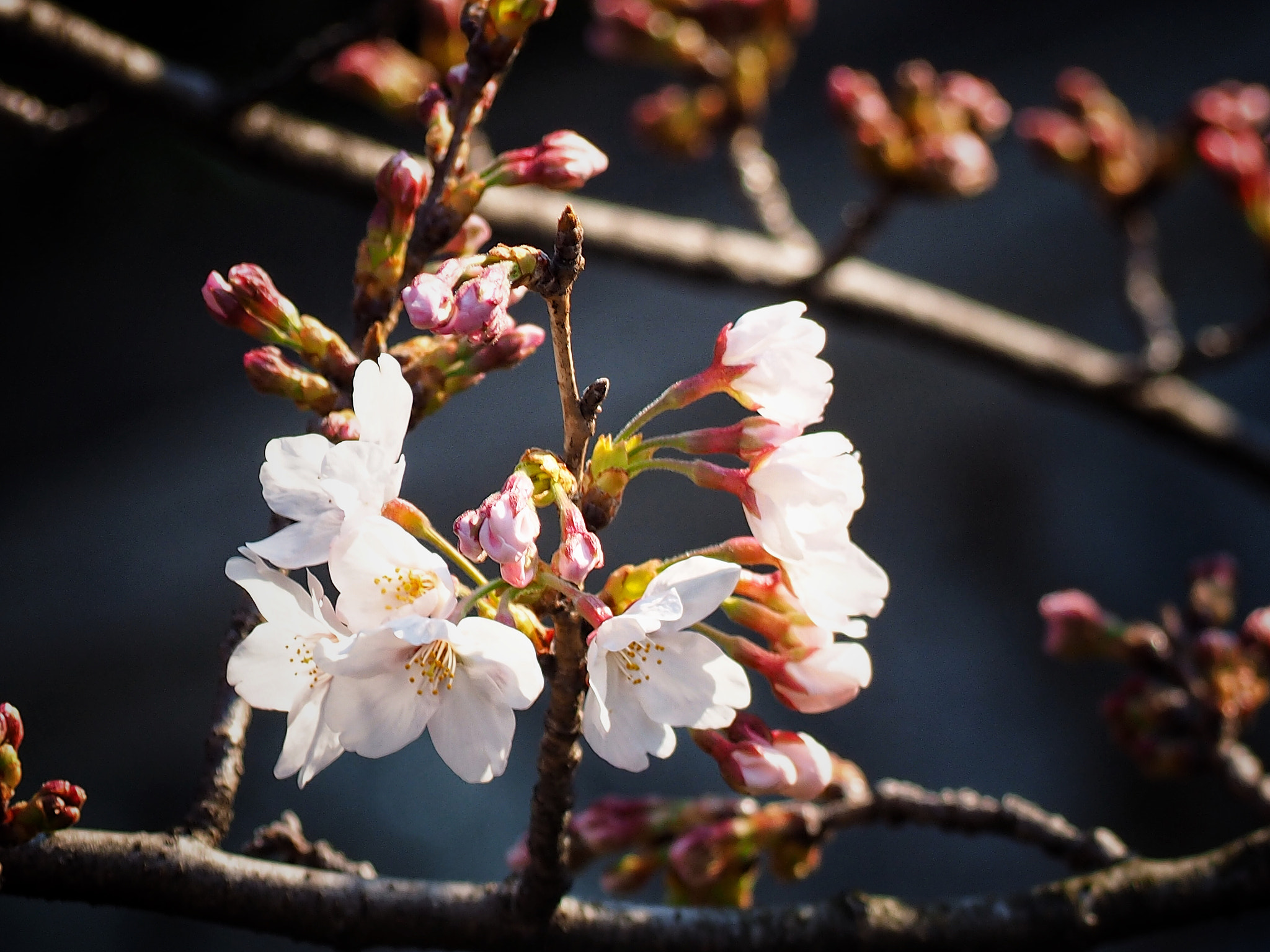 Olympus OM-D E-M1 sample photo. Spring up close photography