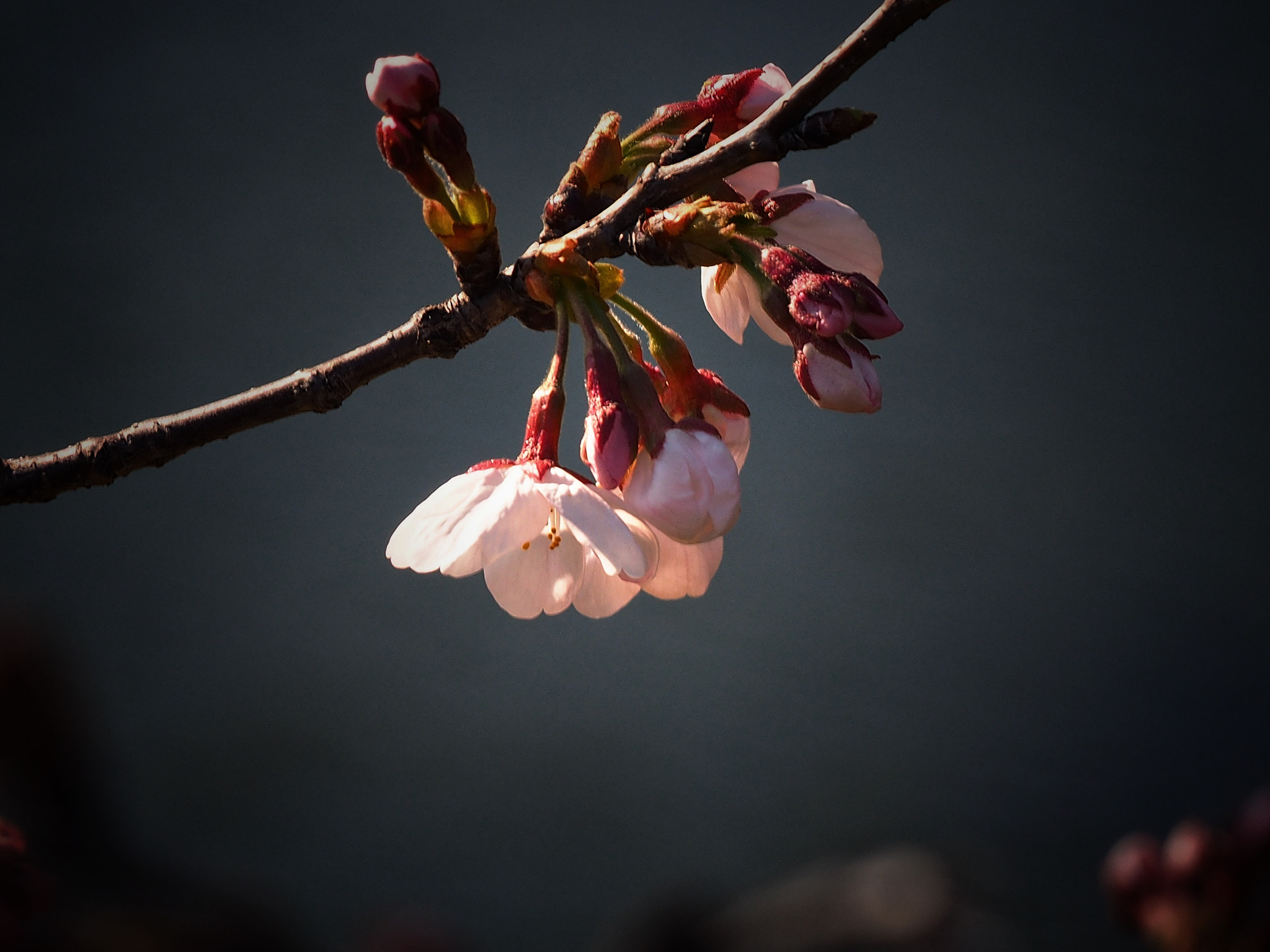 Olympus OM-D E-M1 sample photo. Caught by the light photography