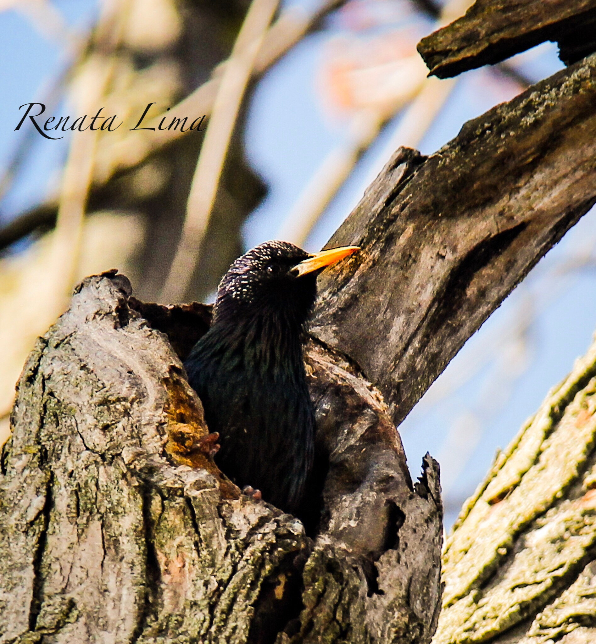 Canon EF-S 18-200mm F3.5-5.6 IS sample photo. Black bird photography