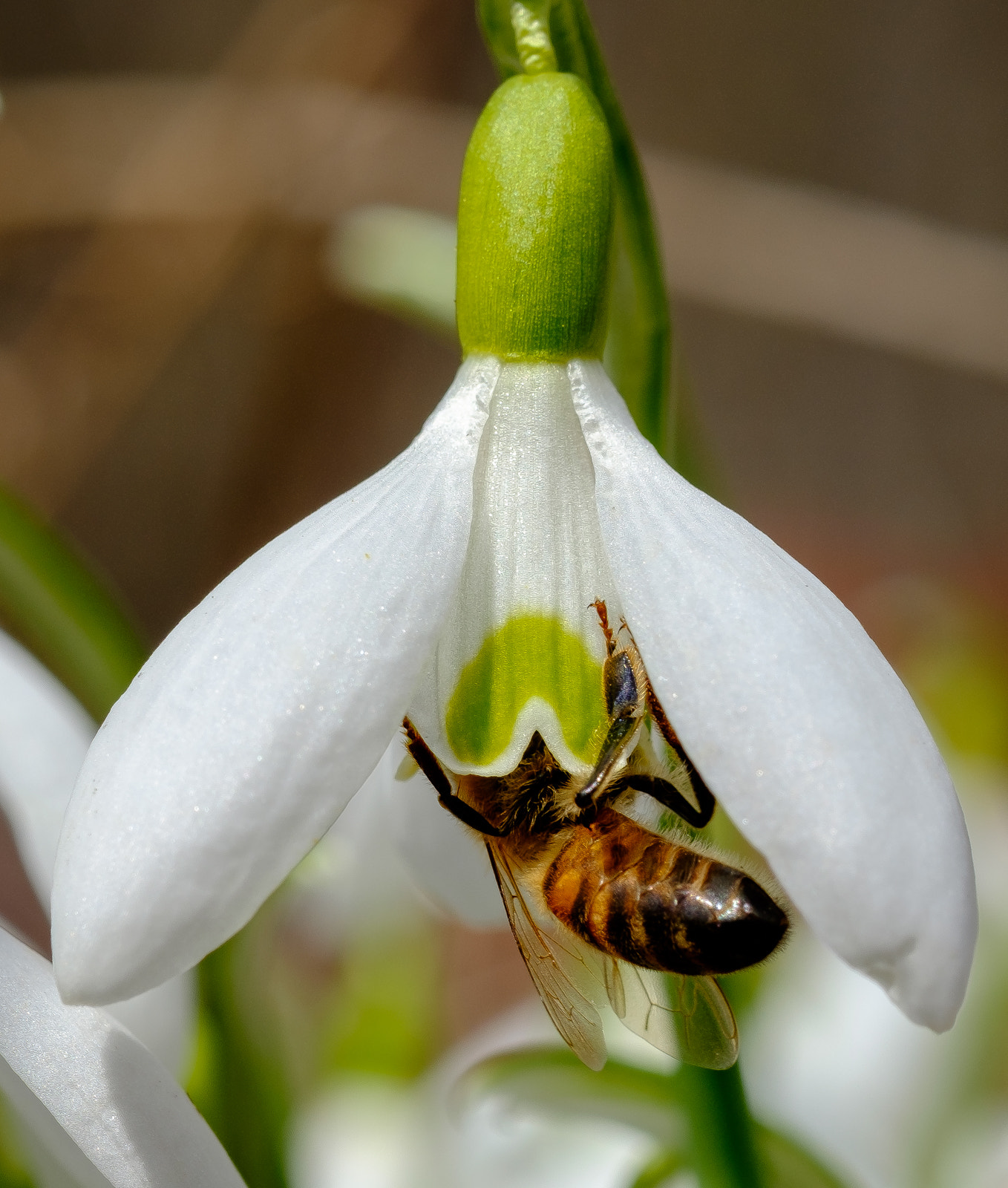 Fujifilm X-T1 sample photo. Snowdrop & bee photography