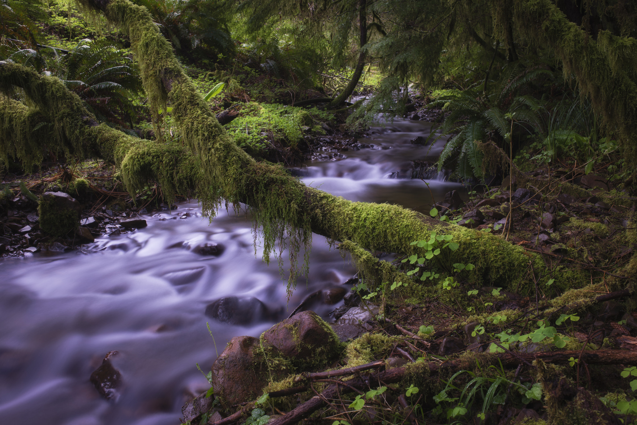 Nikon D600 + Nikon AF Nikkor 35mm F2D sample photo. Saddle mountain creek photography