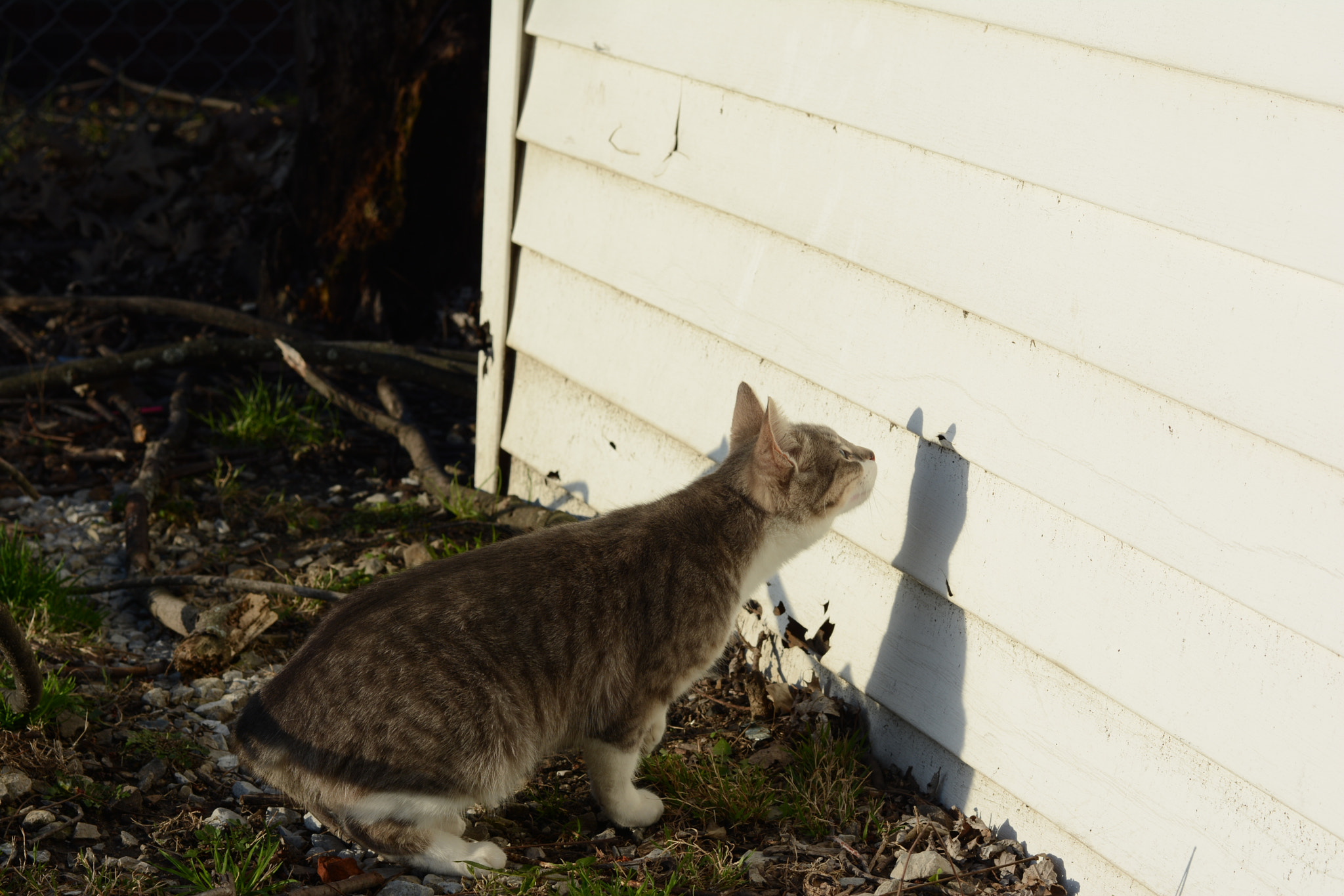 Voigtlander Nokton 58mm F1.4 SLII sample photo. Shadow homer photography