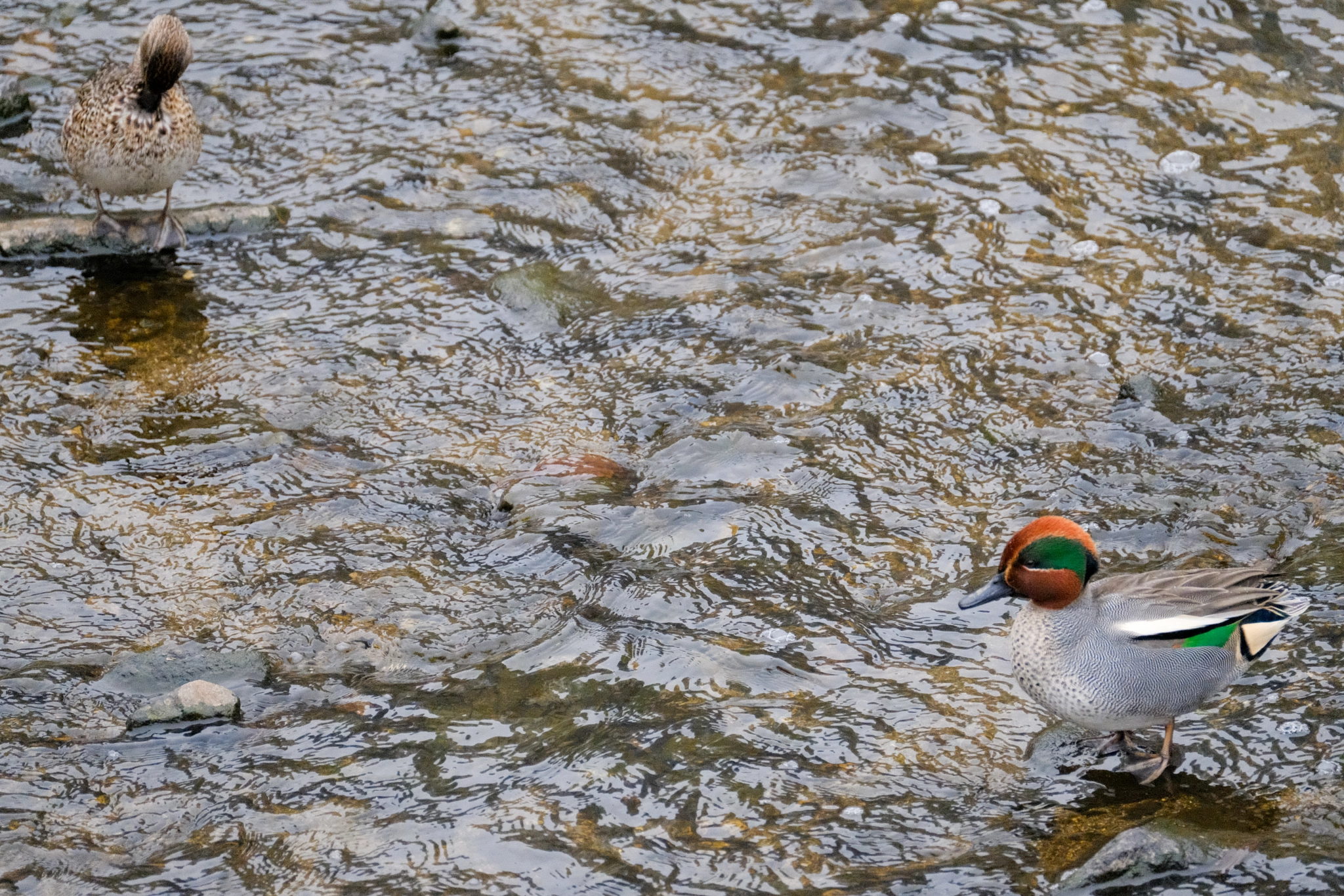 Fujifilm X-T2 + Fujifilm XF 100-400mm F4.5-5.6 R LM OIS WR sample photo. Dscf photography