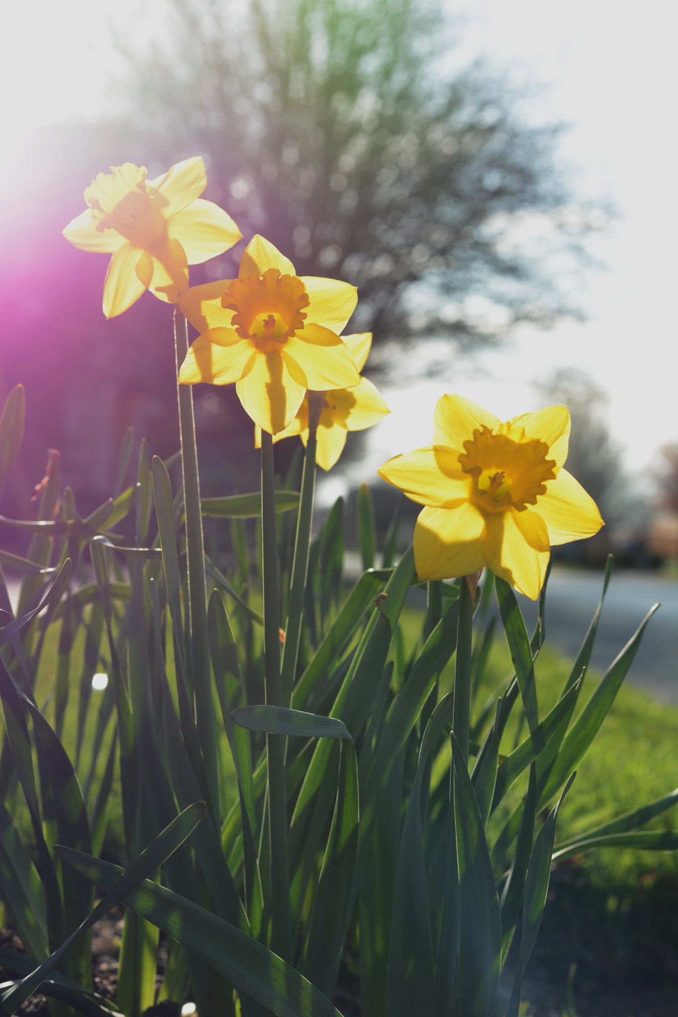 Nikon D7100 sample photo. Folwers in the sun photography