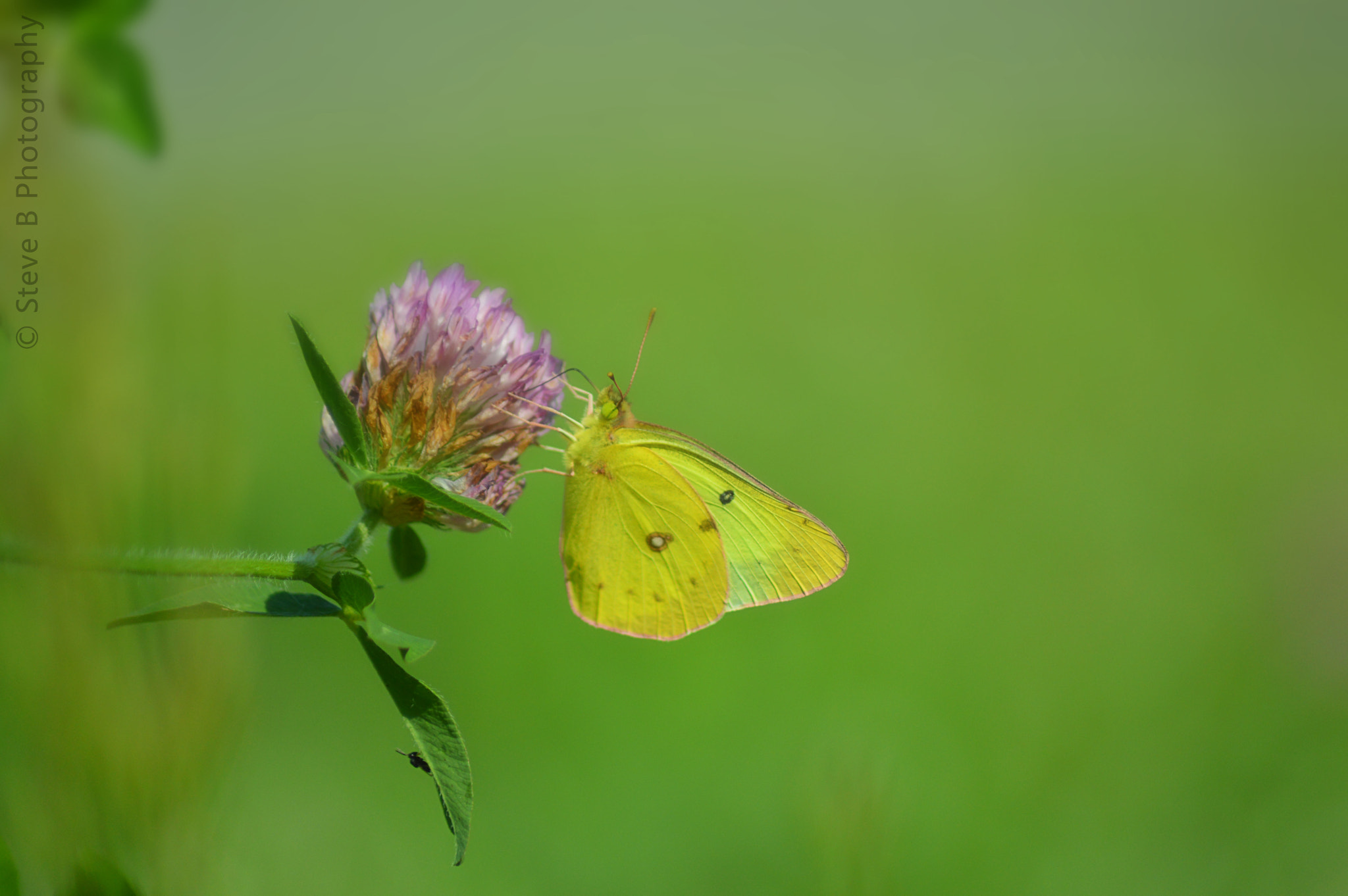 Nikon D3200 sample photo. Clouded yellow photography