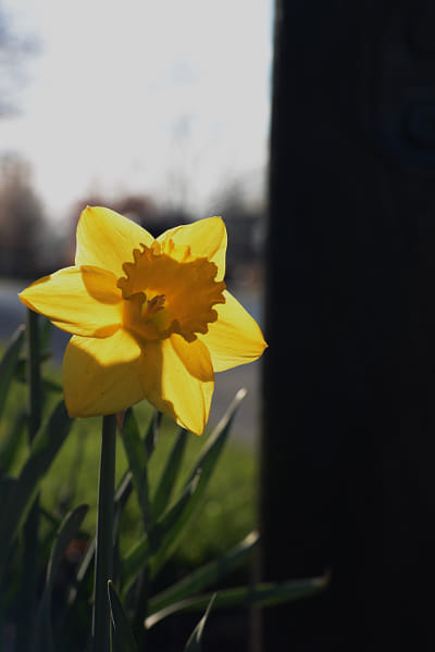 Voigtlander Nokton 58mm F1.4 SLII sample photos - ExploreCams Voigtlander Nokton 58mm F1.4 SLII sample photos - ExploreCams