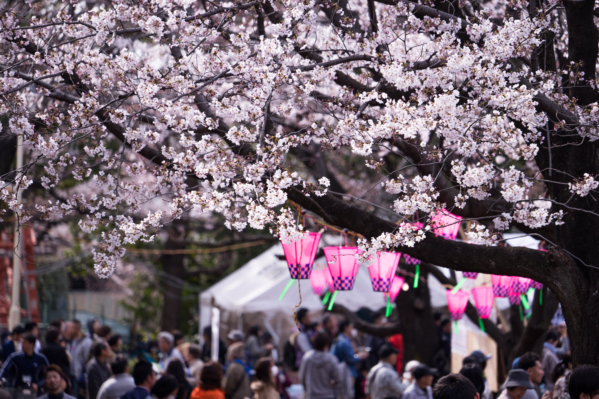 Sony a7 II sample photo. Sakura festival photography