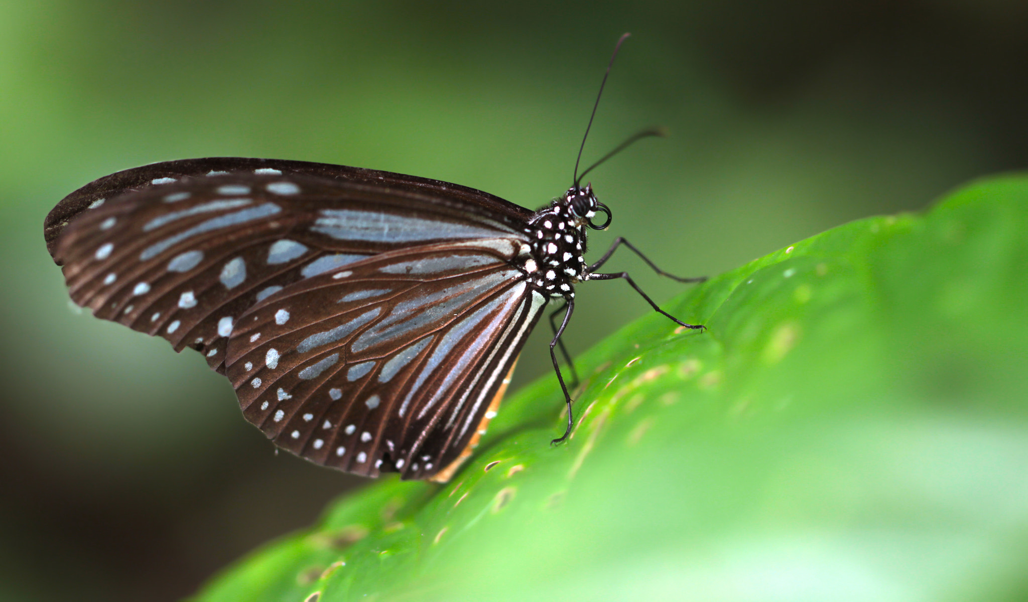 Canon EF 100mm F2.8L Macro IS USM sample photo. Glassy tiger from kedah (ideopsis juventa) photography