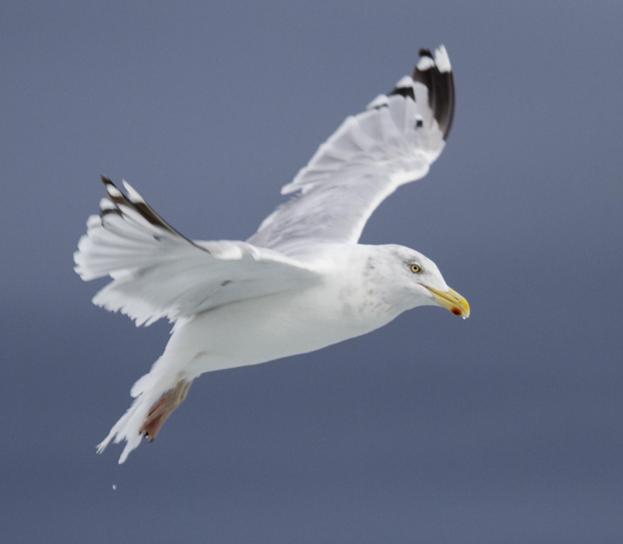 Canon EOS 7D + Canon EF 100-400mm F4.5-5.6L IS USM sample photo. Herring gull photography