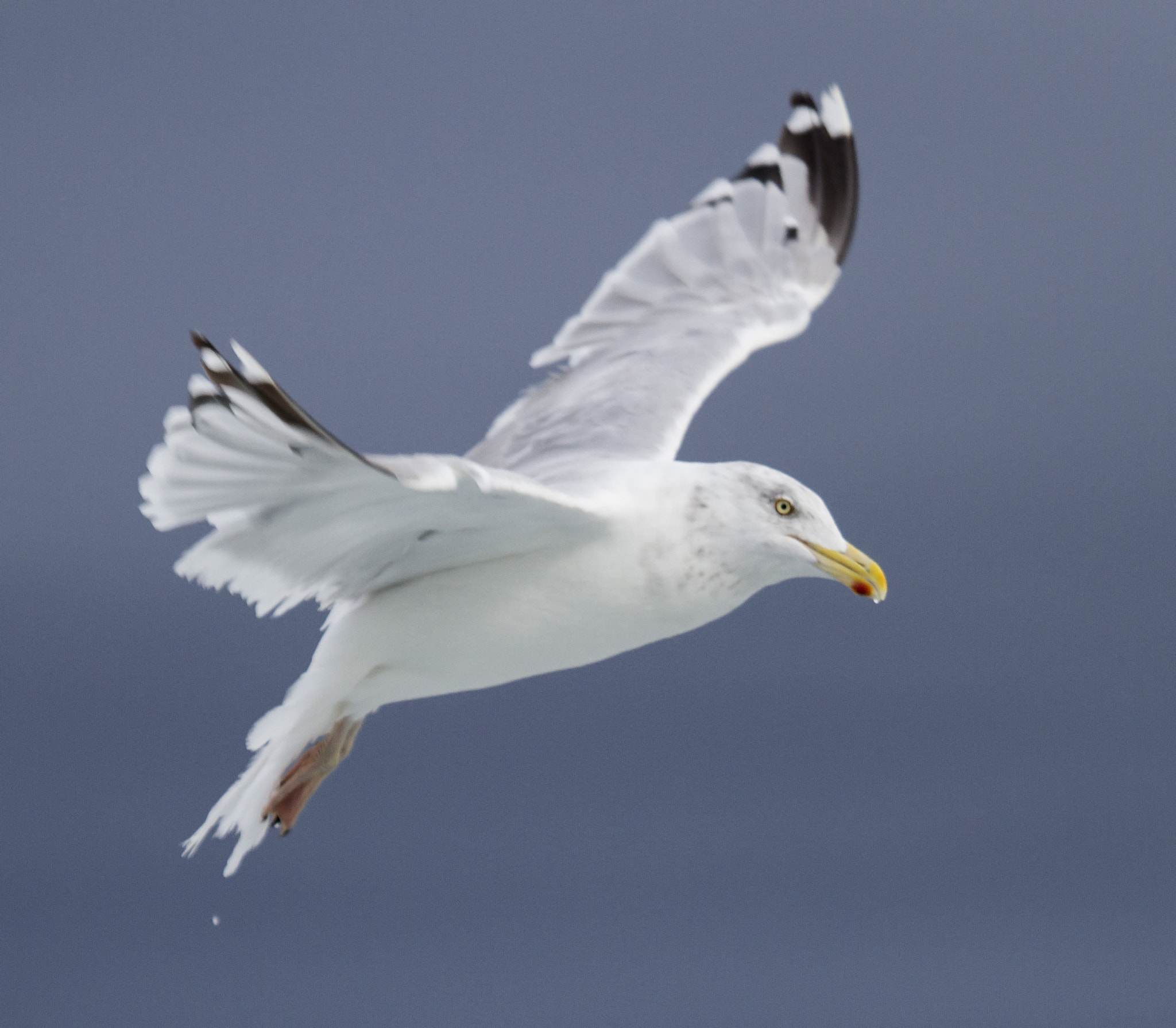 Canon EF 100-400mm F4.5-5.6L IS USM sample photo. Herring gull photography