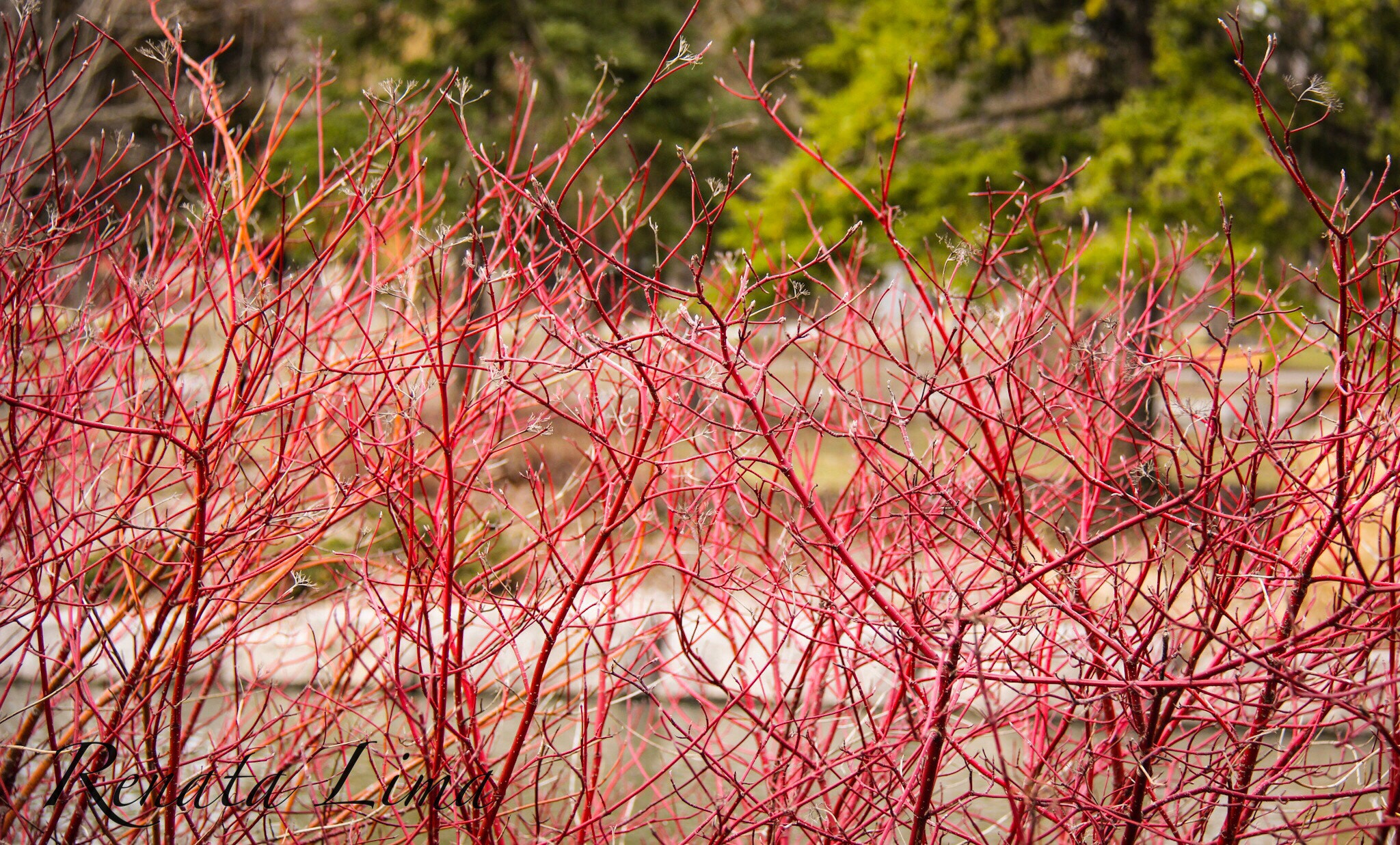 Canon EF-S 18-200mm F3.5-5.6 IS sample photo. Red plans growing in the spring photography