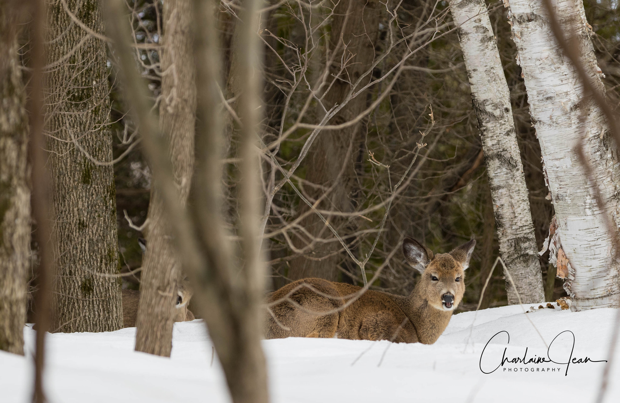 Canon EF 70-200mm F2.8L IS II USM sample photo. Deer taking a break photography