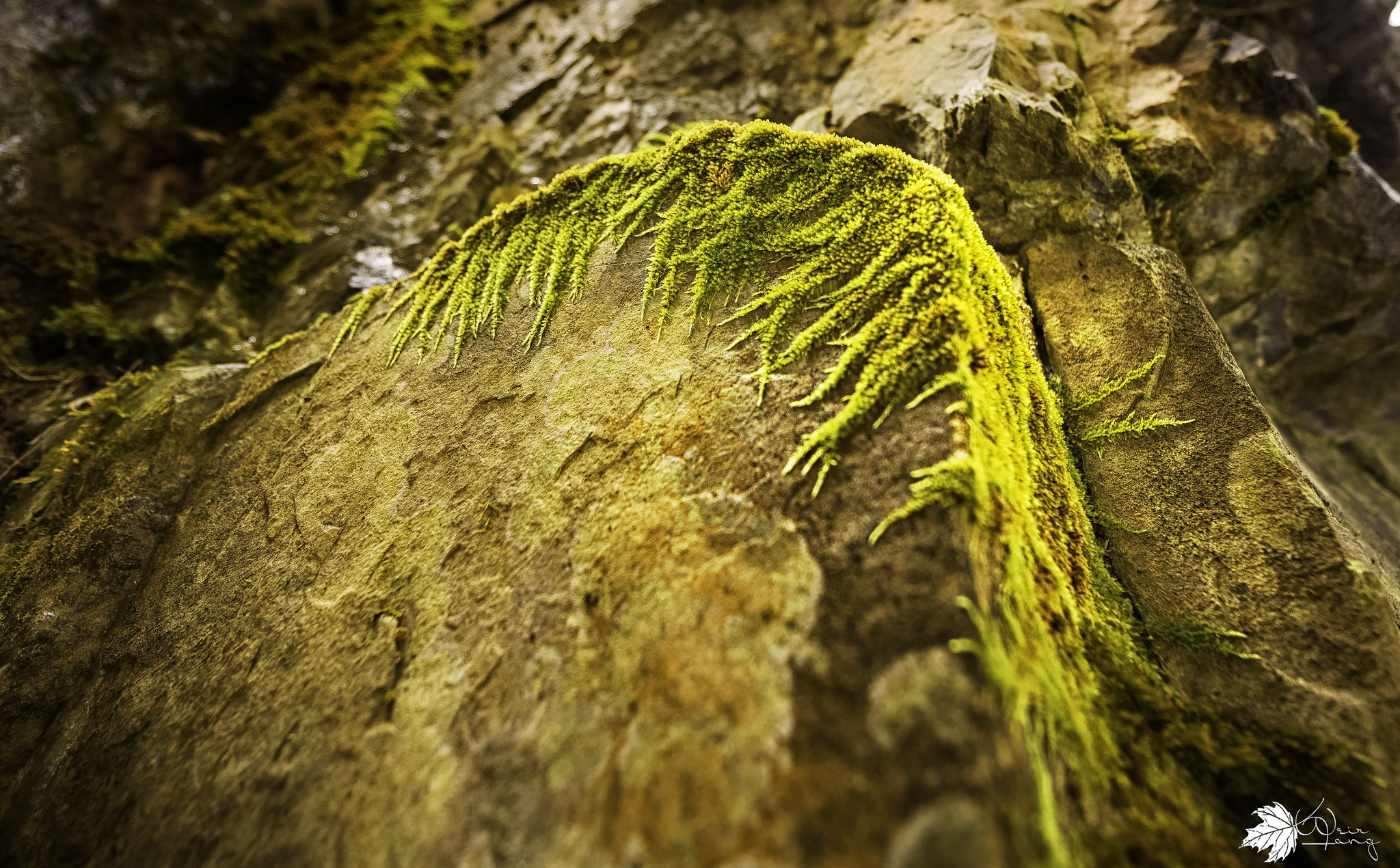 Nikon AF-S Nikkor 14-24mm F2.8G ED sample photo. Moss photography