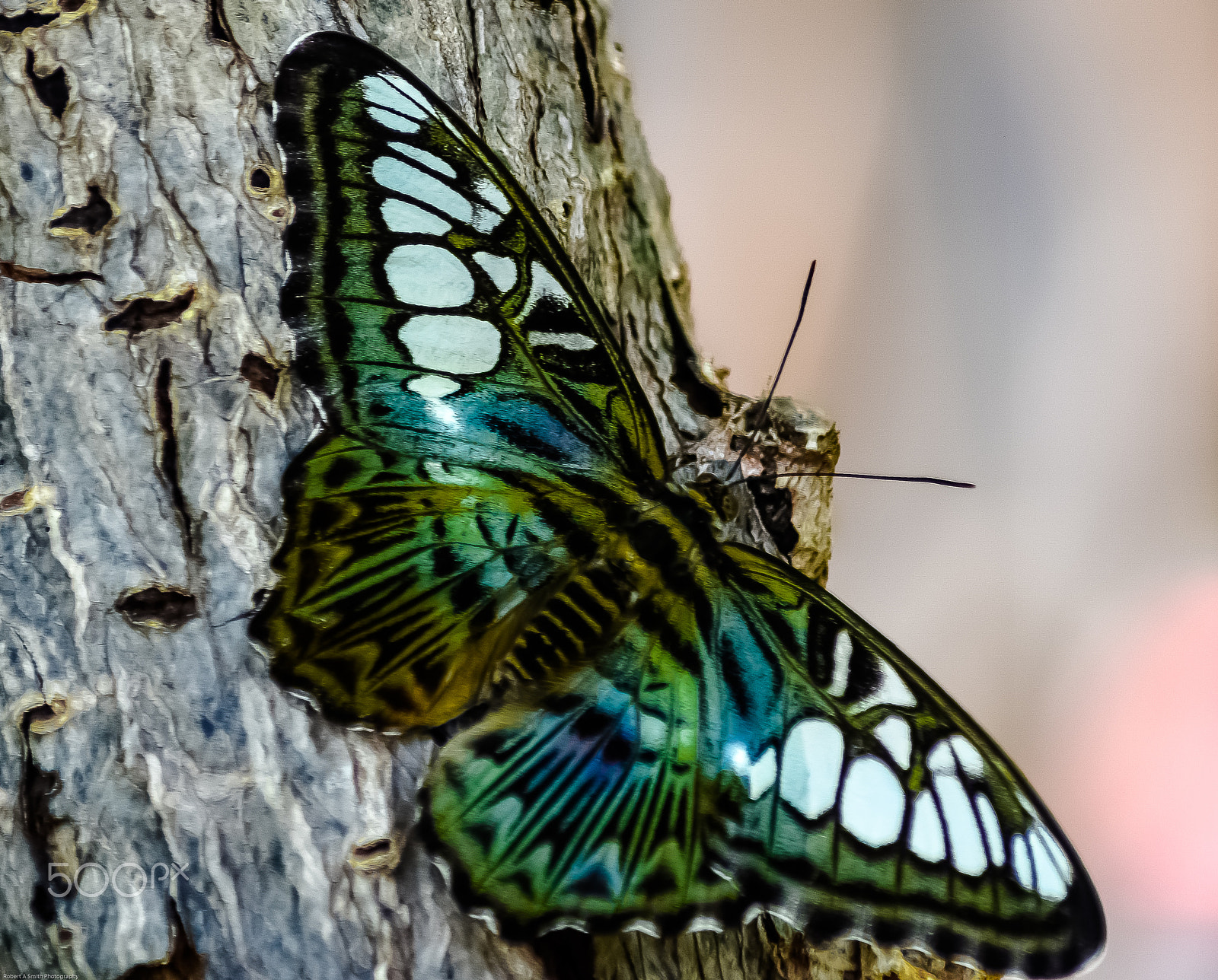 Nikon D7200 sample photo. Tropical butterfly photography