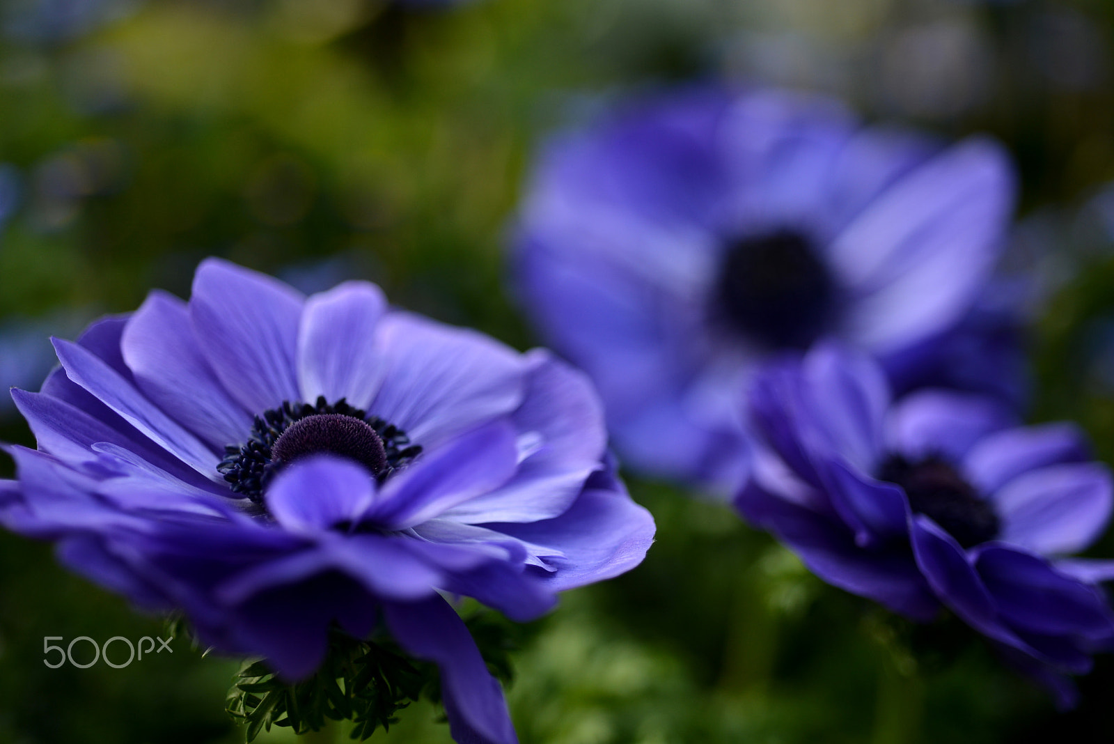 Nikon D600 + Nikon AF Micro-Nikkor 60mm F2.8D sample photo. Blue anemones photography