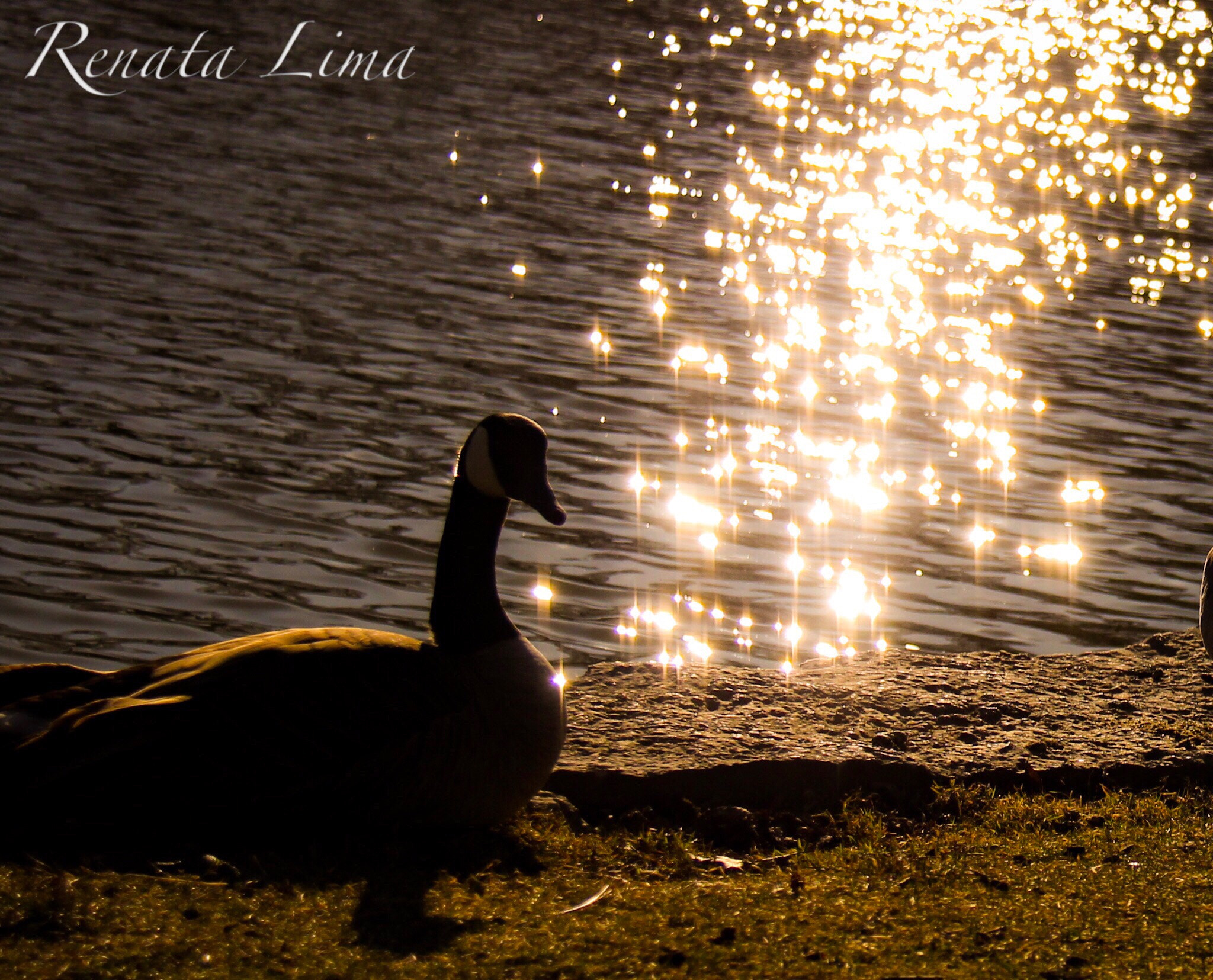 Canon EF-S 18-200mm F3.5-5.6 IS sample photo. Silhouette of goose, sunset photography