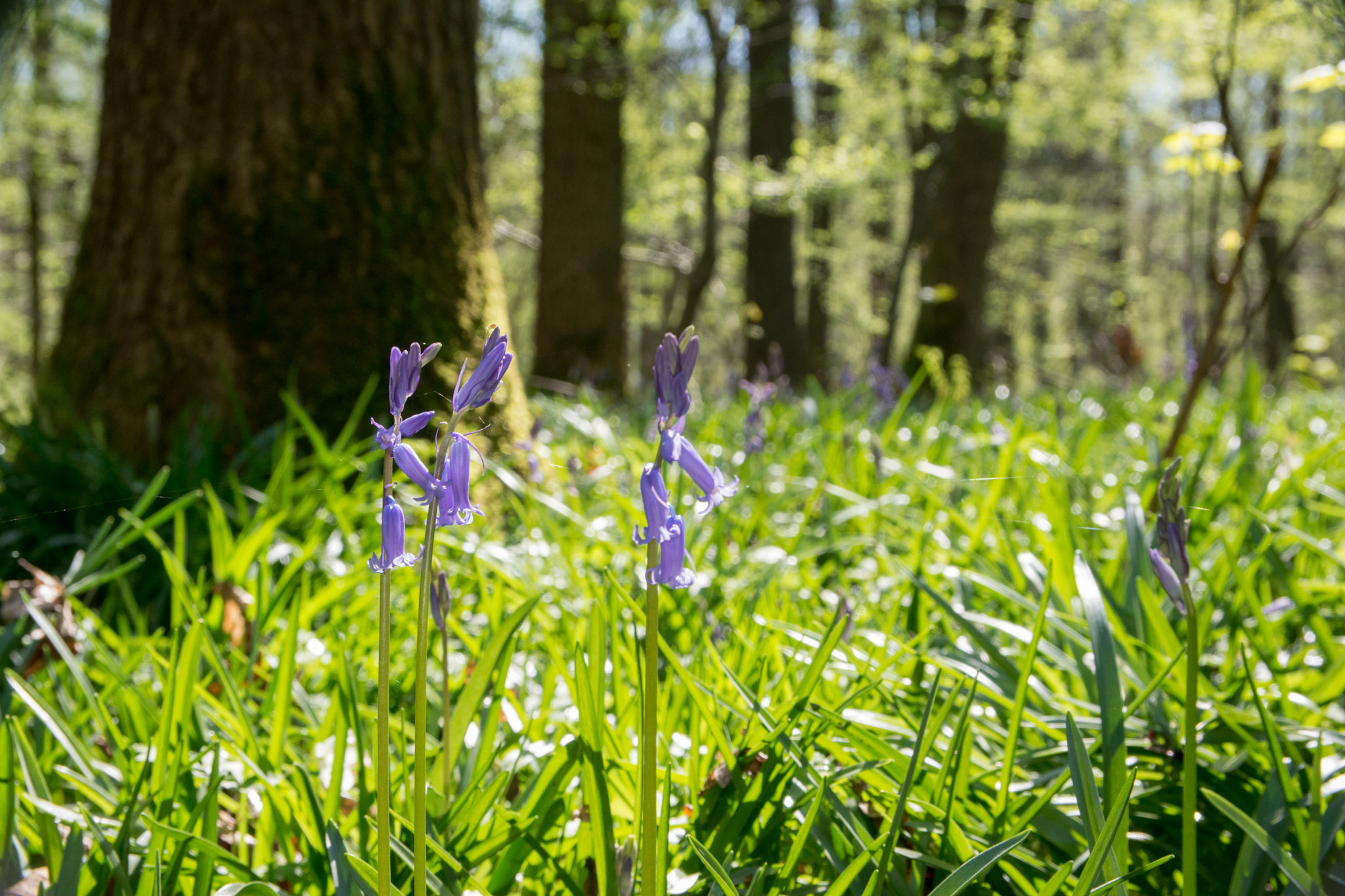 Sigma 17-50mm F2.8 EX DC OS HSM sample photo. First hyacinths. photography